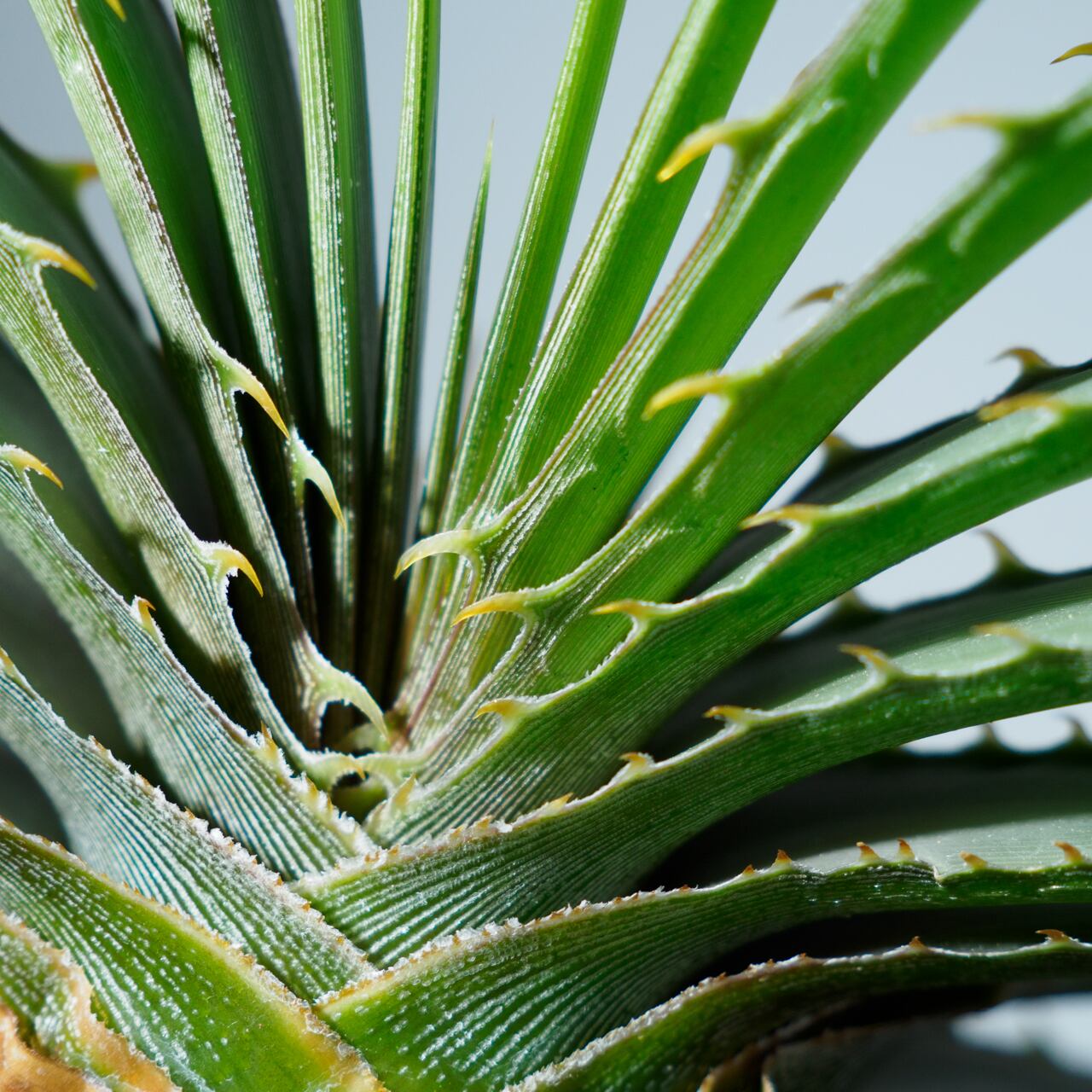 ディッキア エステベシー 4号鉢 【No.0087】 | SHIBUYA ENGEI