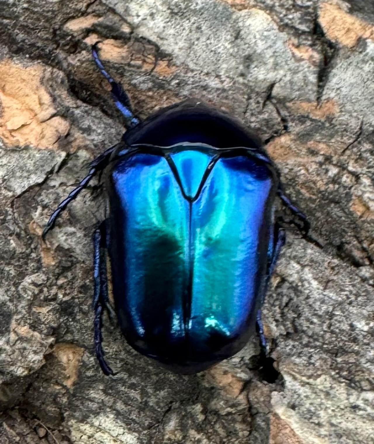 《スペキオーサ・シアノクロラ ペア》①