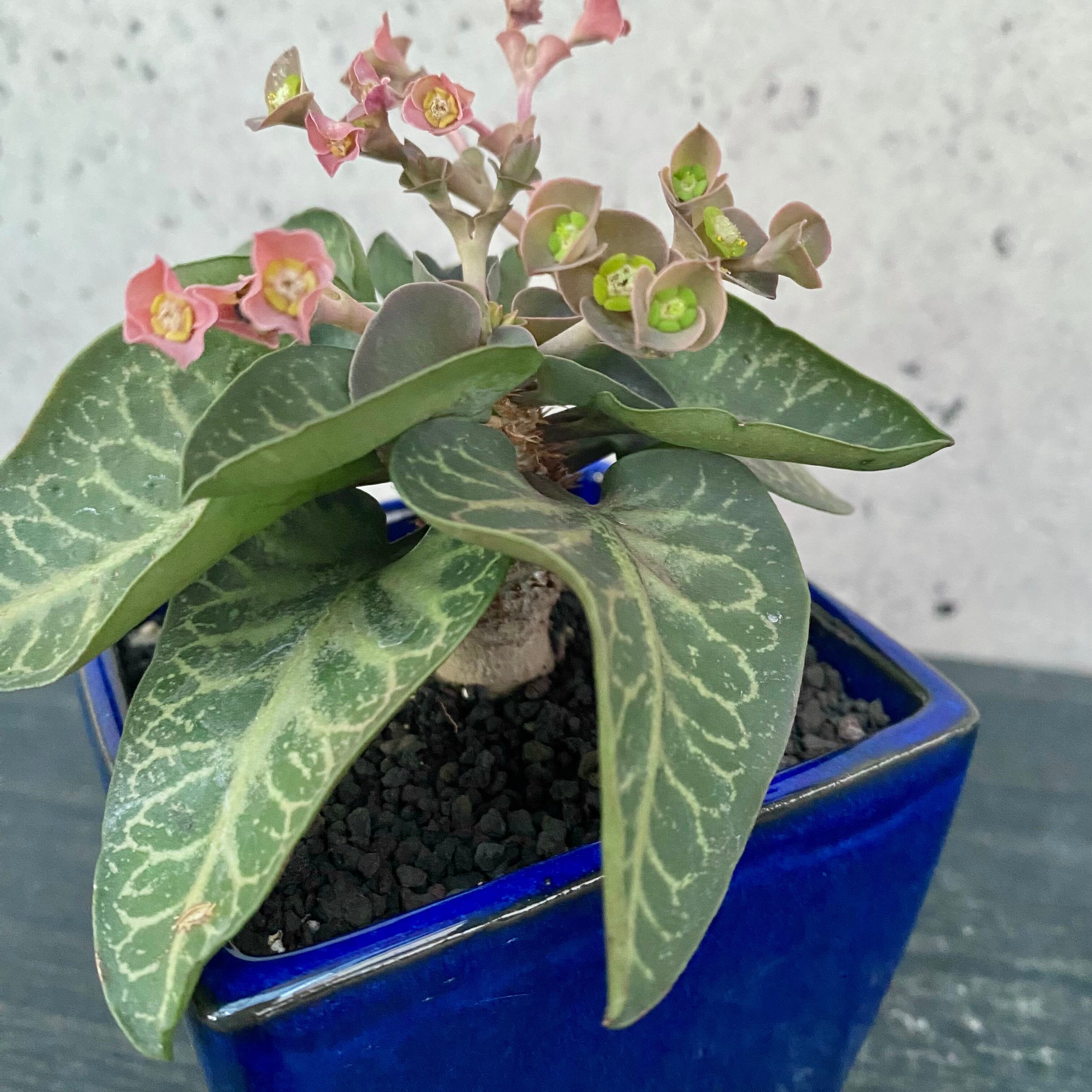 フリョウプランツ Planet Plants プラネットプランツ
