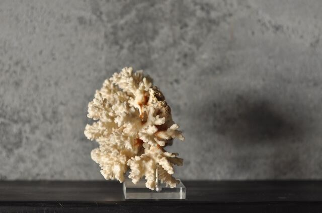 アクリル台付き珊瑚