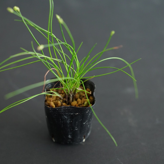 紀伊イトラッキョウ　苔テラリウム作製用素材