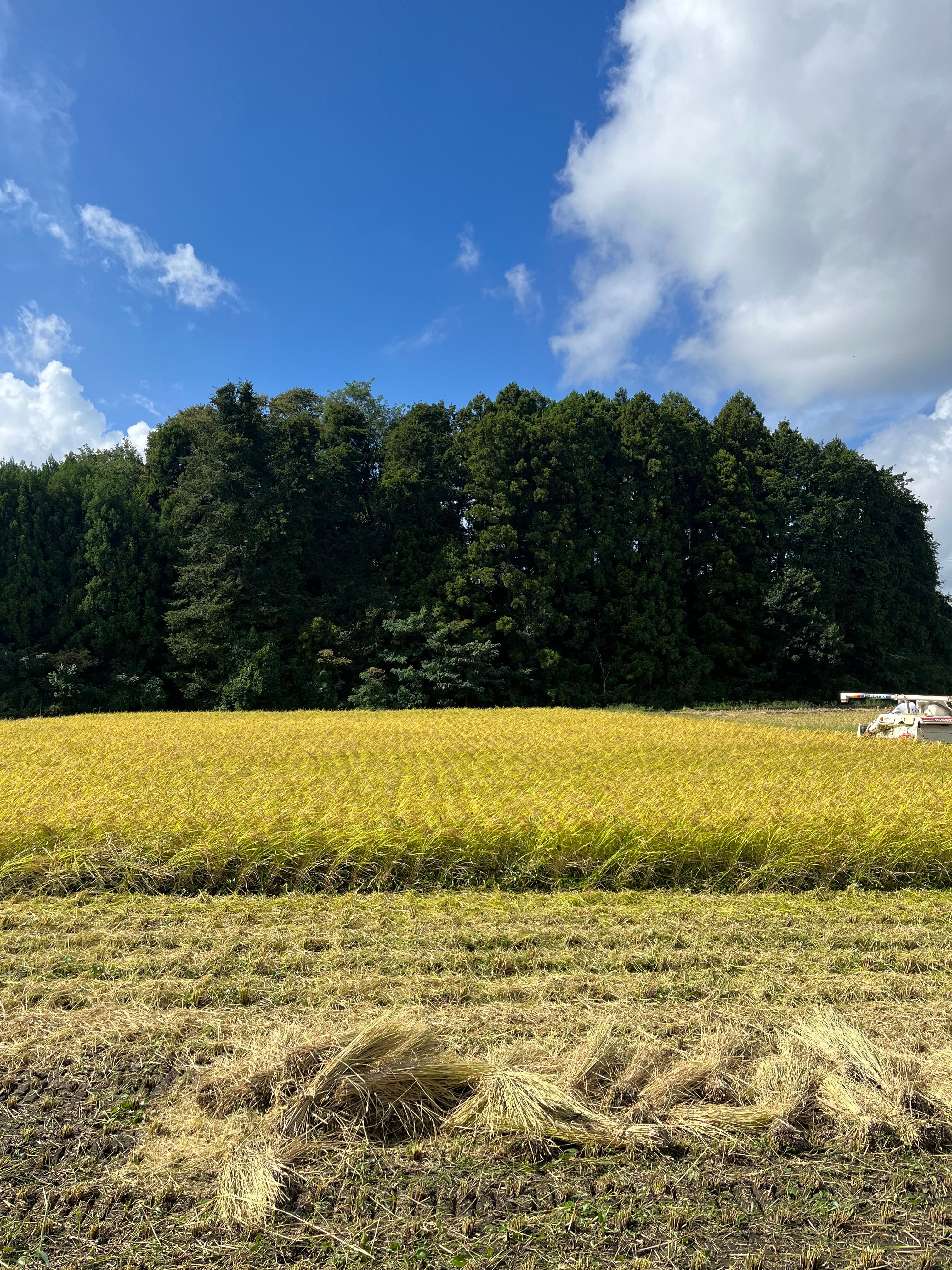無農薬　令和5年収穫　コシヒカリ 令和5年産・新米】農薬・化学肥料不使用 コシヒカリ 5kg ｜大地創造