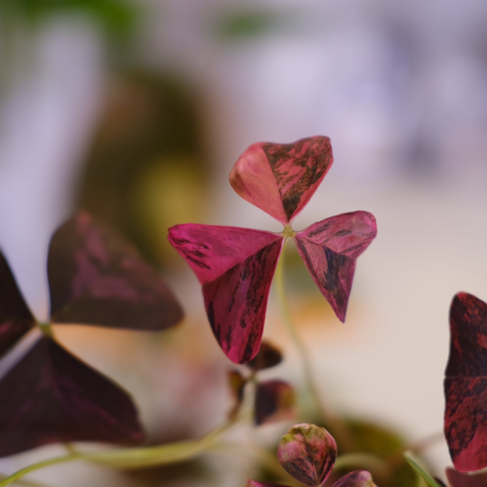 O. triangularis var｜オキザリス トライアングラリス 斑入り② Oxalis triangularis variegated｜オキザリス トライアングラリス