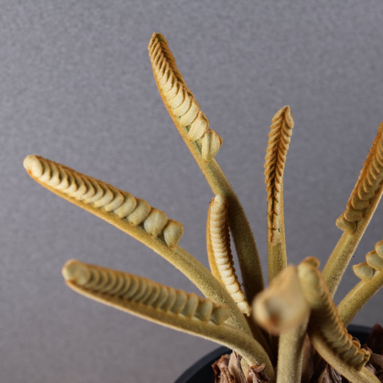 685『ザミア』 観葉植物【送料無料】 | MARX PLANTS | 観葉植物・多肉