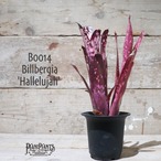 【送料無料】 Billbergia 'Hallelujah' 〔ビルベルギア〕現品発送B0014