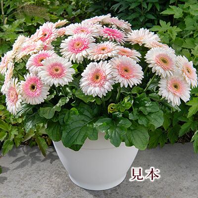 ミルク　ガーベラ3種おまとめ買い 花苗 ガーベラ ジョイベラ ミルクシェイク 3.5号 多年草 四季咲き