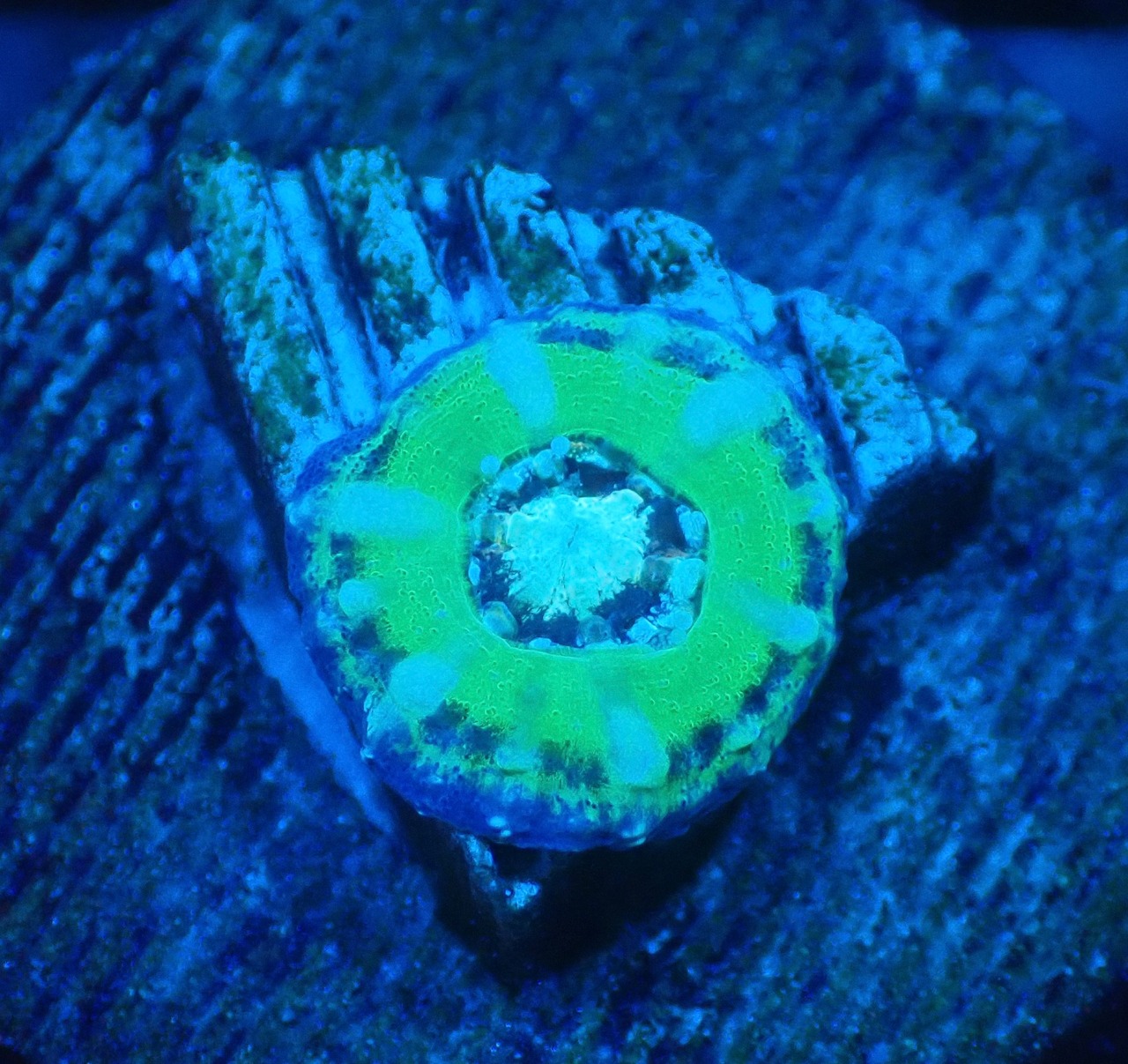 【現地買付】ScolymiaBaby"UFO"  4