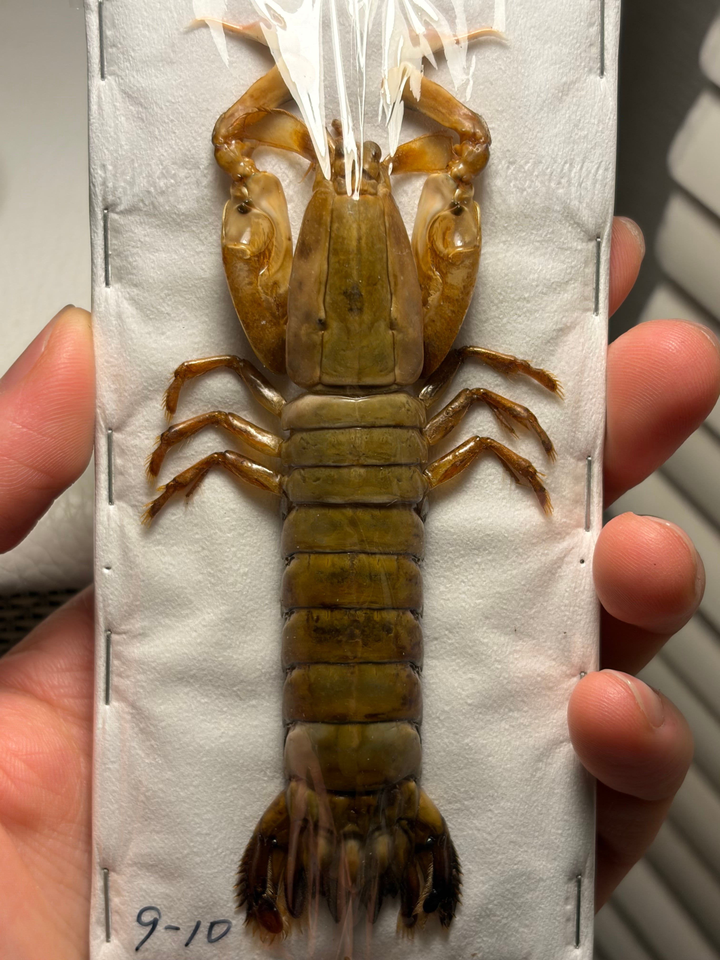 41mm♂】ハリシサスマタカナブン 標本ニジイロクワガタウグイスコガネ