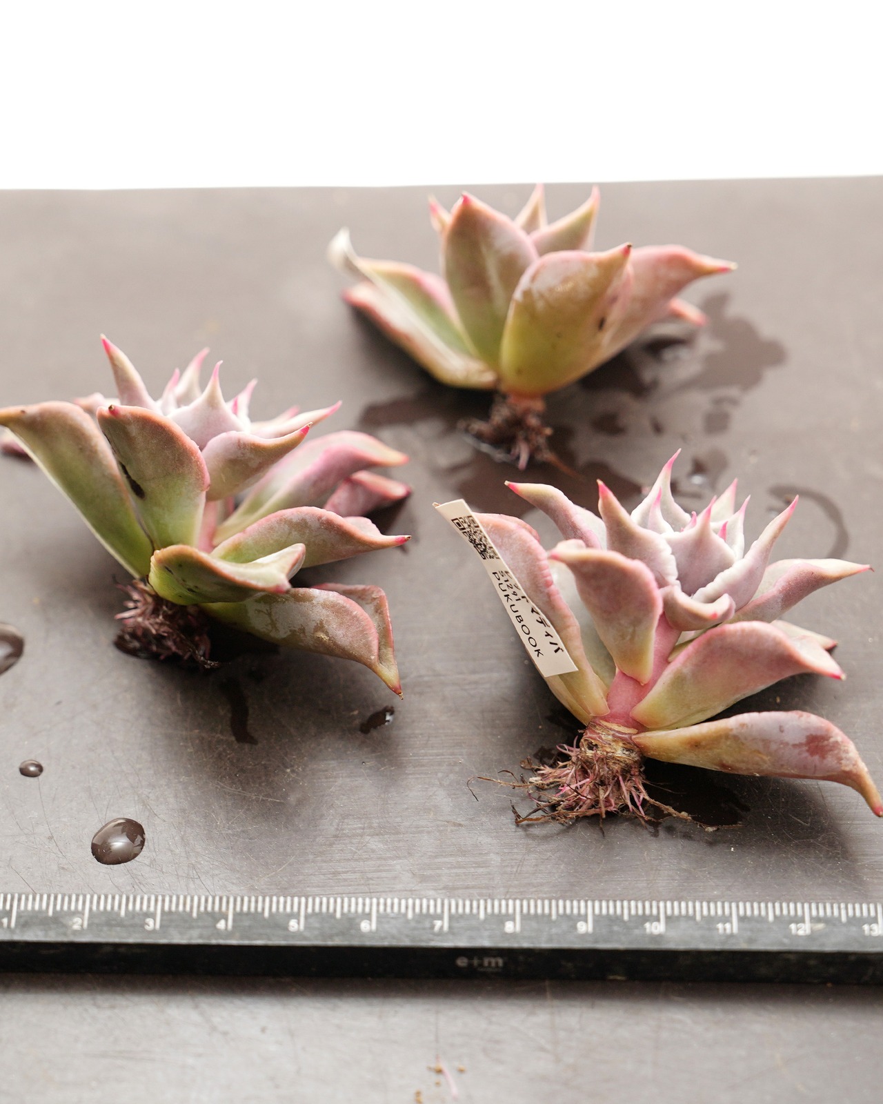 発根済カット苗 レッドマディバ Echeveria 'Red Madiba'