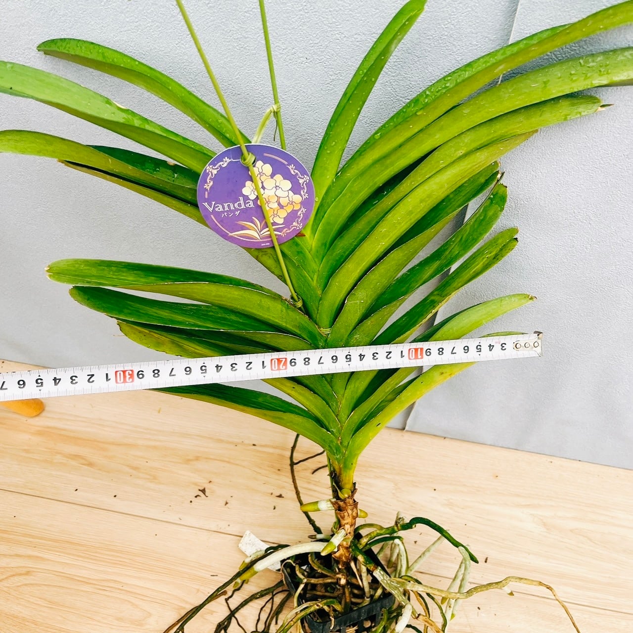 ピ*子様 【特選】 洋蘭 バンダ 3種3株 ハンギング 現品］9番