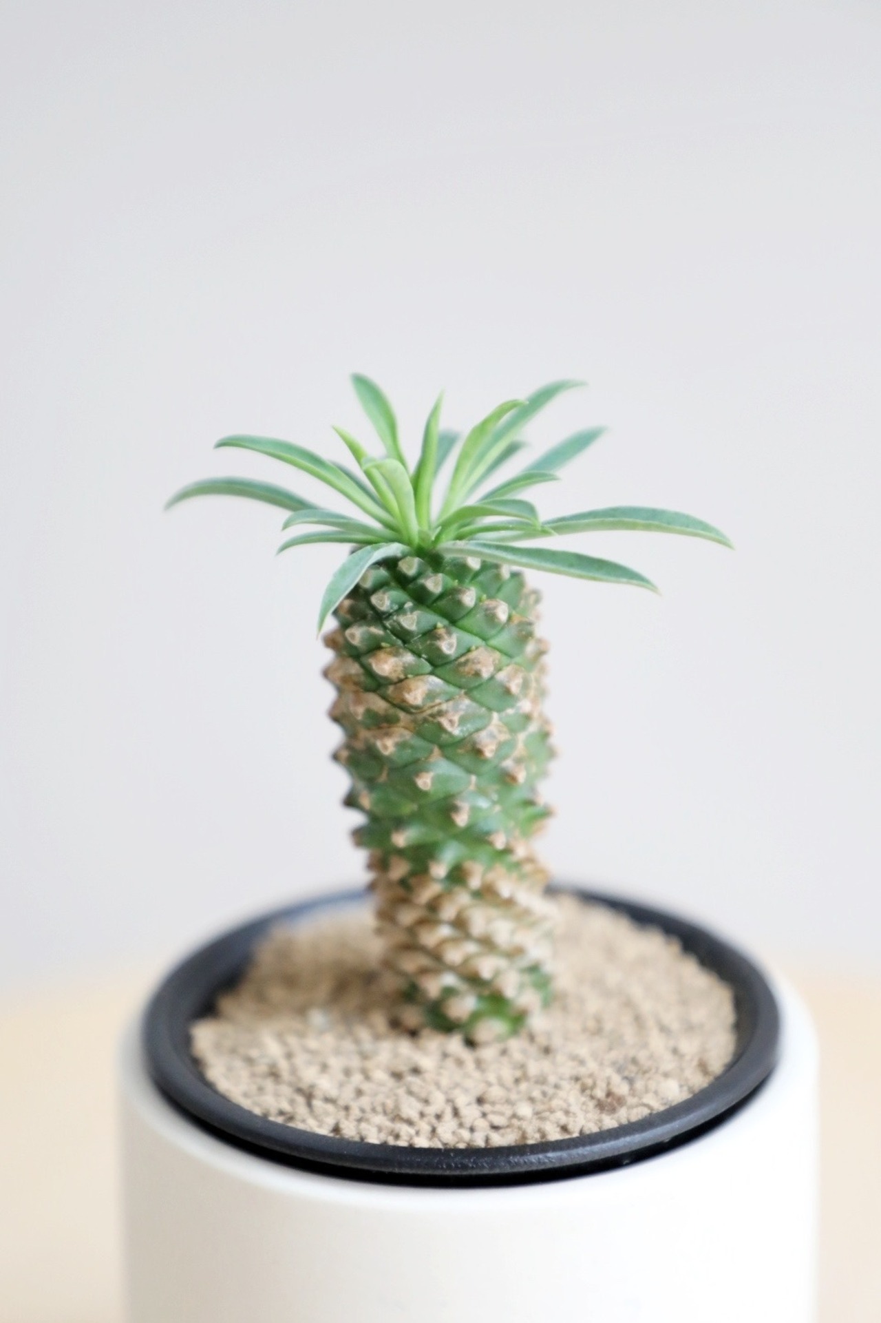 【S】ソテツキリン