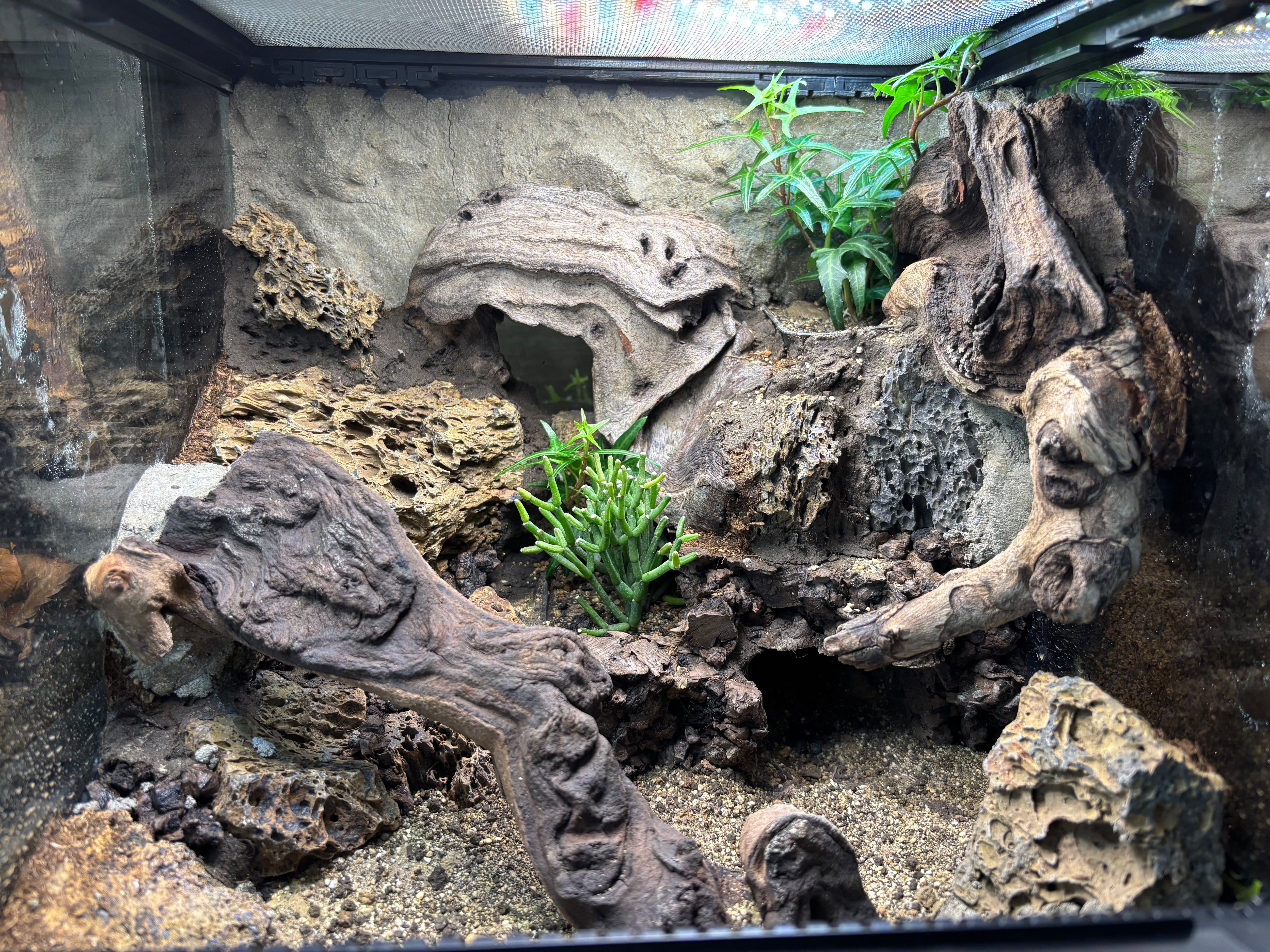 ビバリウム完成品 | SCALE_VIVARIUM | 蝉ノナキガラ