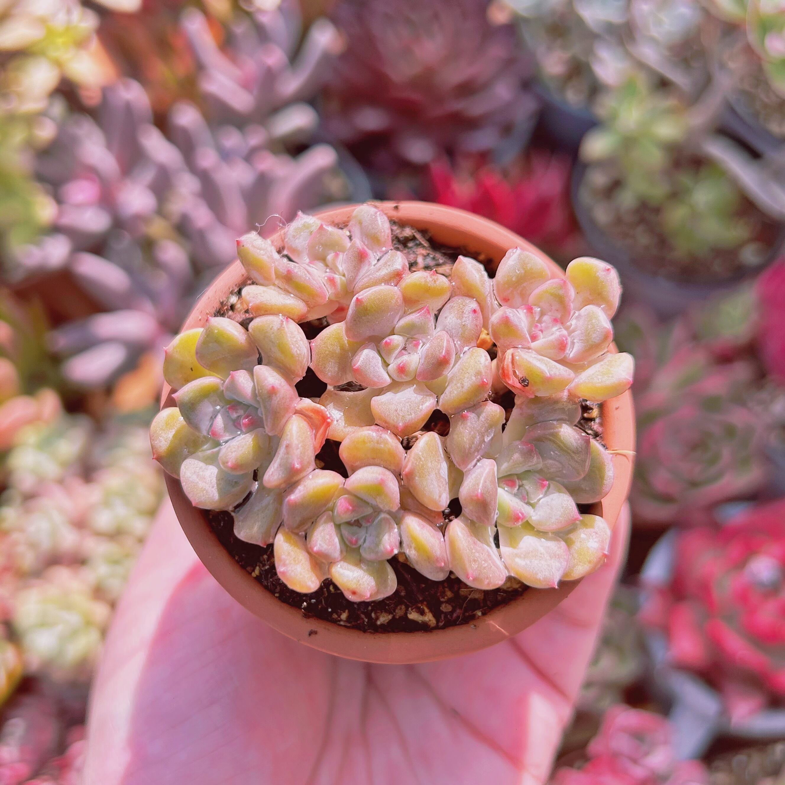 現物　多肉植物　ベビードール