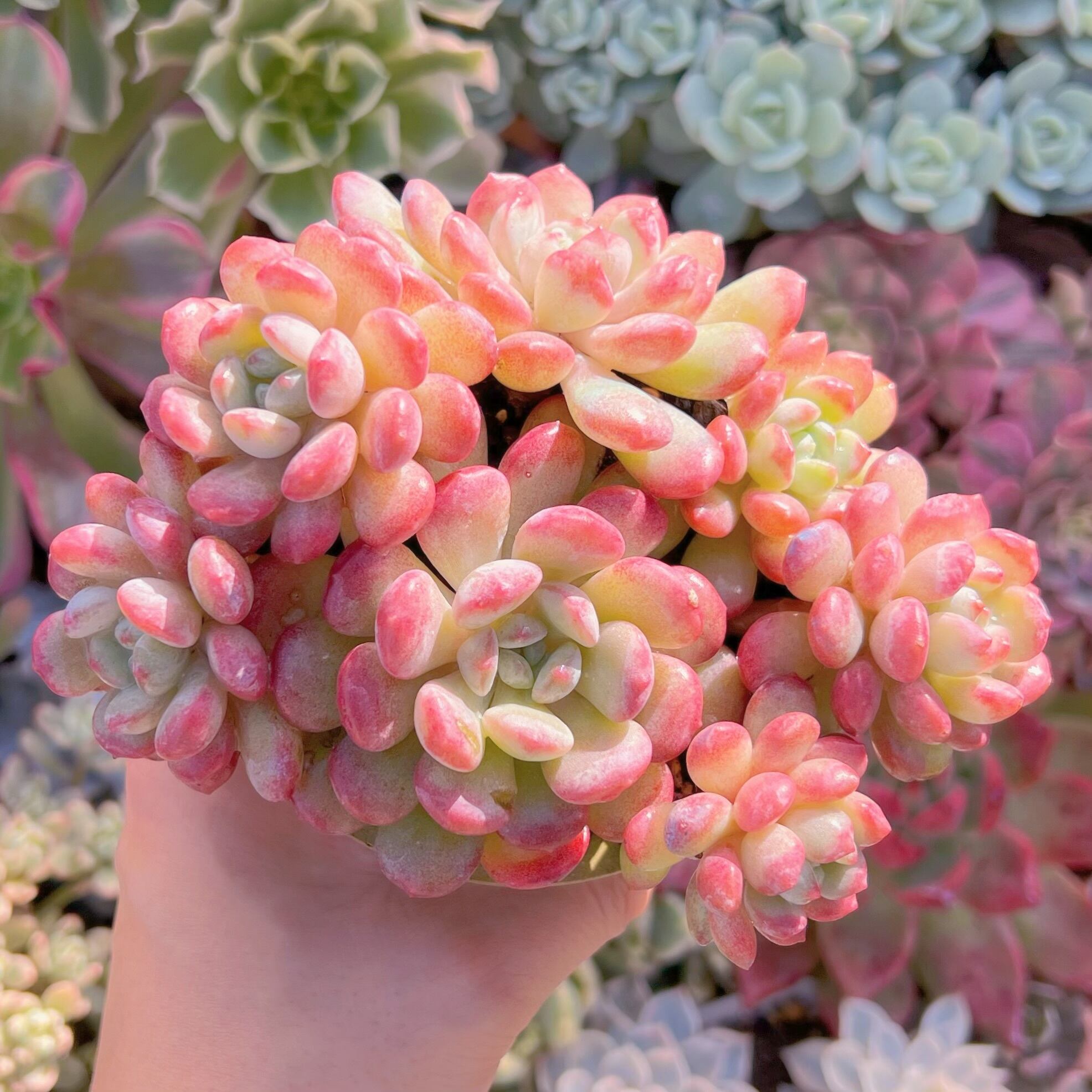 現品　萌豆#800    群生　るる農園