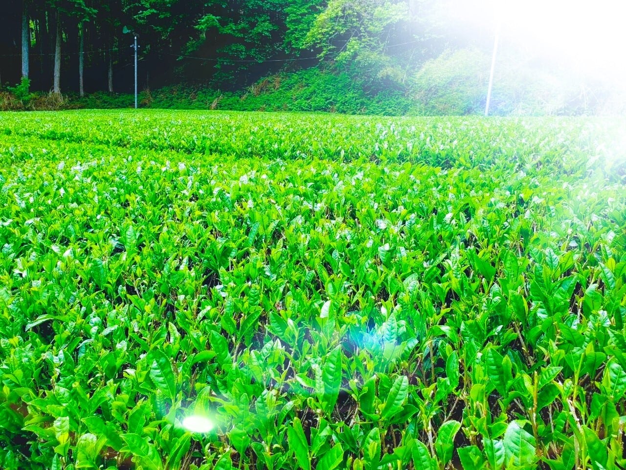 無施肥無農薬栽培 巌田建商店