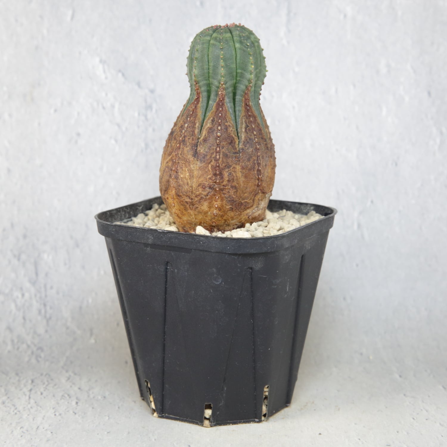 オス株 美模様 木質化 マイクロ オベサ / ユーフォルビア | LIGHTHOUSE