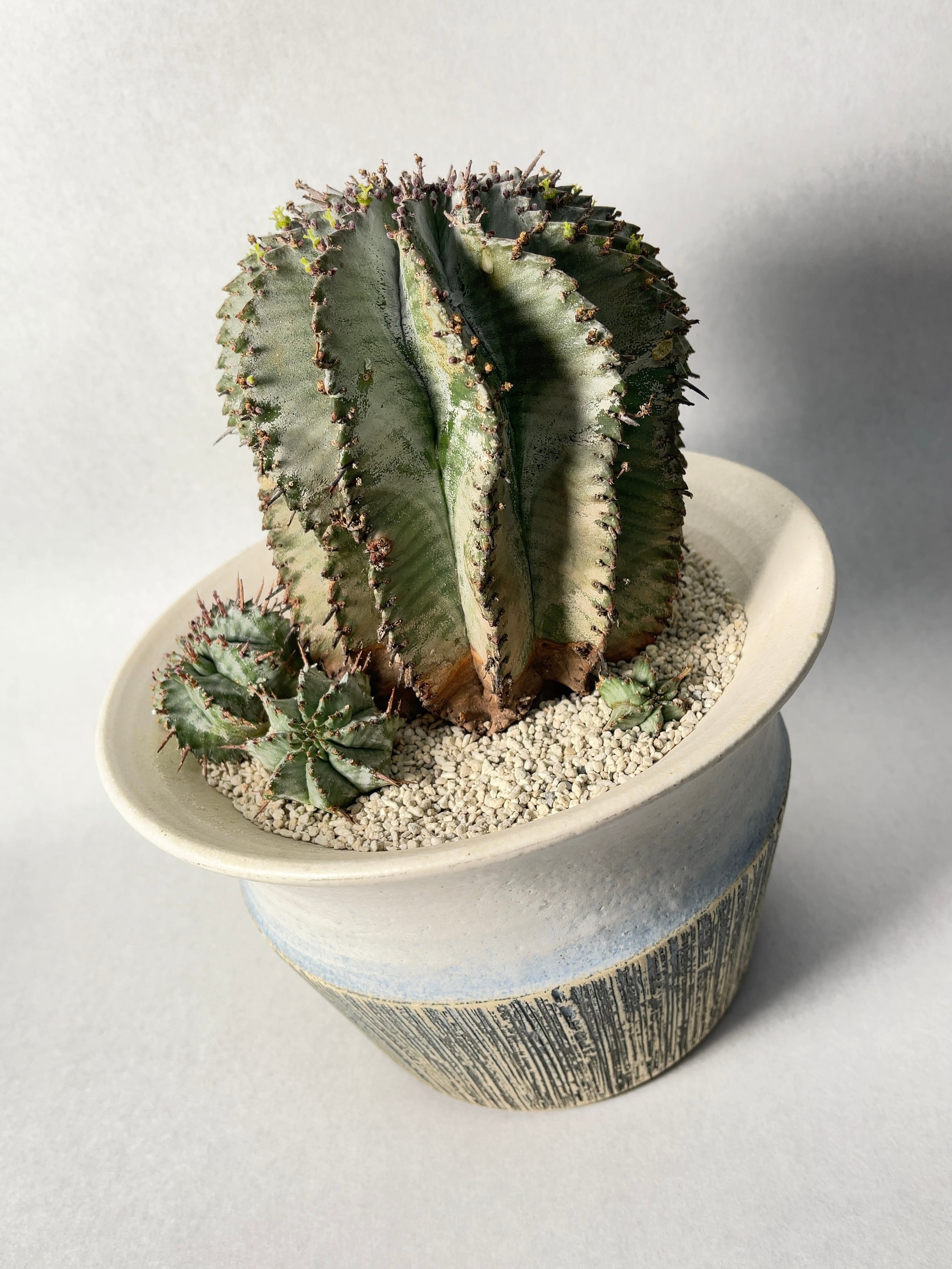 ユーフォルビア　ホリダ　雌株 ユーフォルビアの雌花と雄花を見比べる！ - 植物日誌