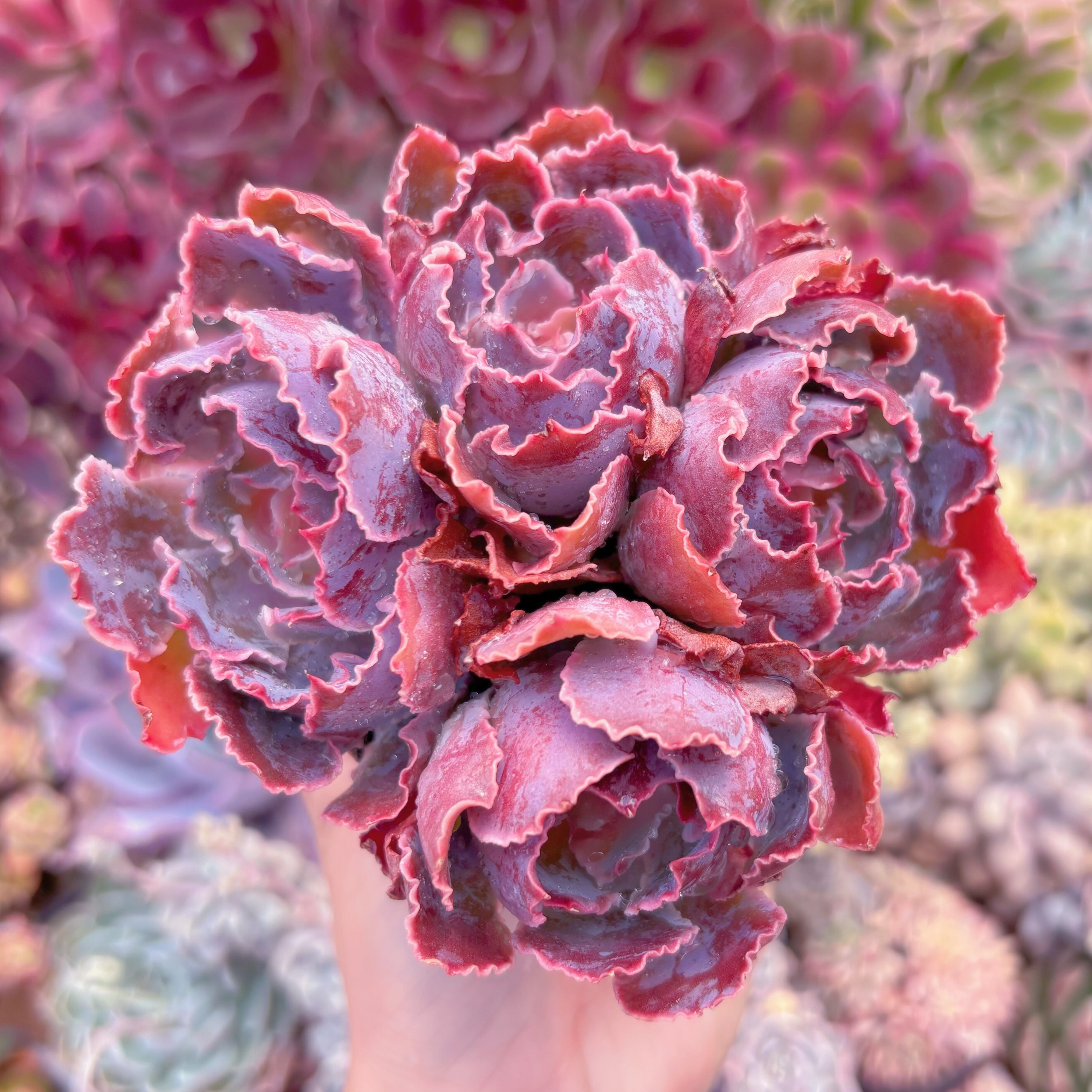 現品　シャビアナ#210　群生　るる農園