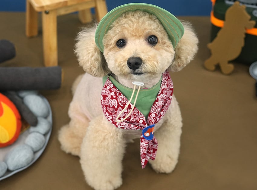 outdoor scarf & hat set 2color / 犬用 帽子 ケープ バンダナ cape スカーフ アクセサリー ドッグウェア ペット用 cap 被り物 お揃い 撮影会 インスタ映え 小型犬 お出かけ キャップハット ban20