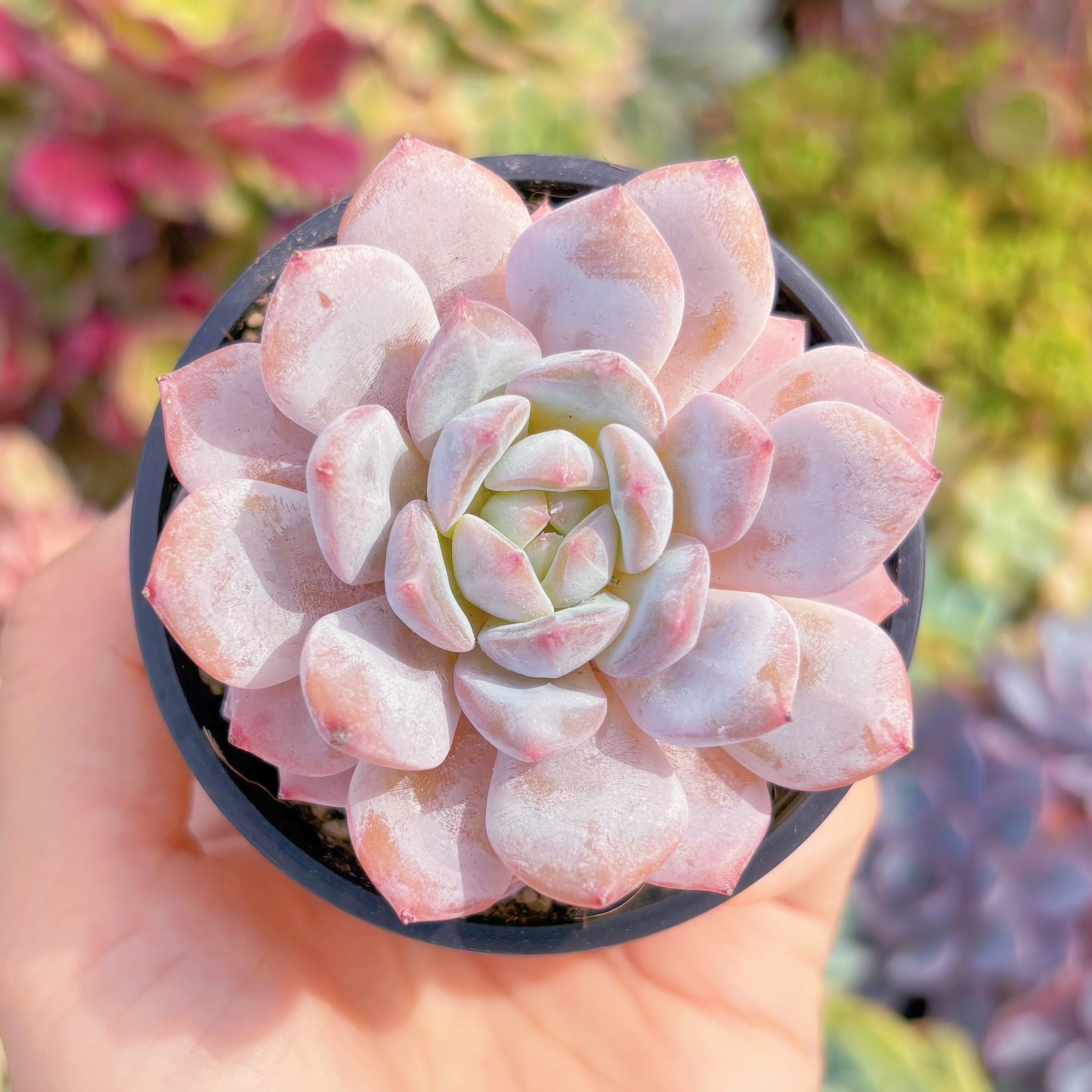 現品　玉芙蓉#690　るる農園