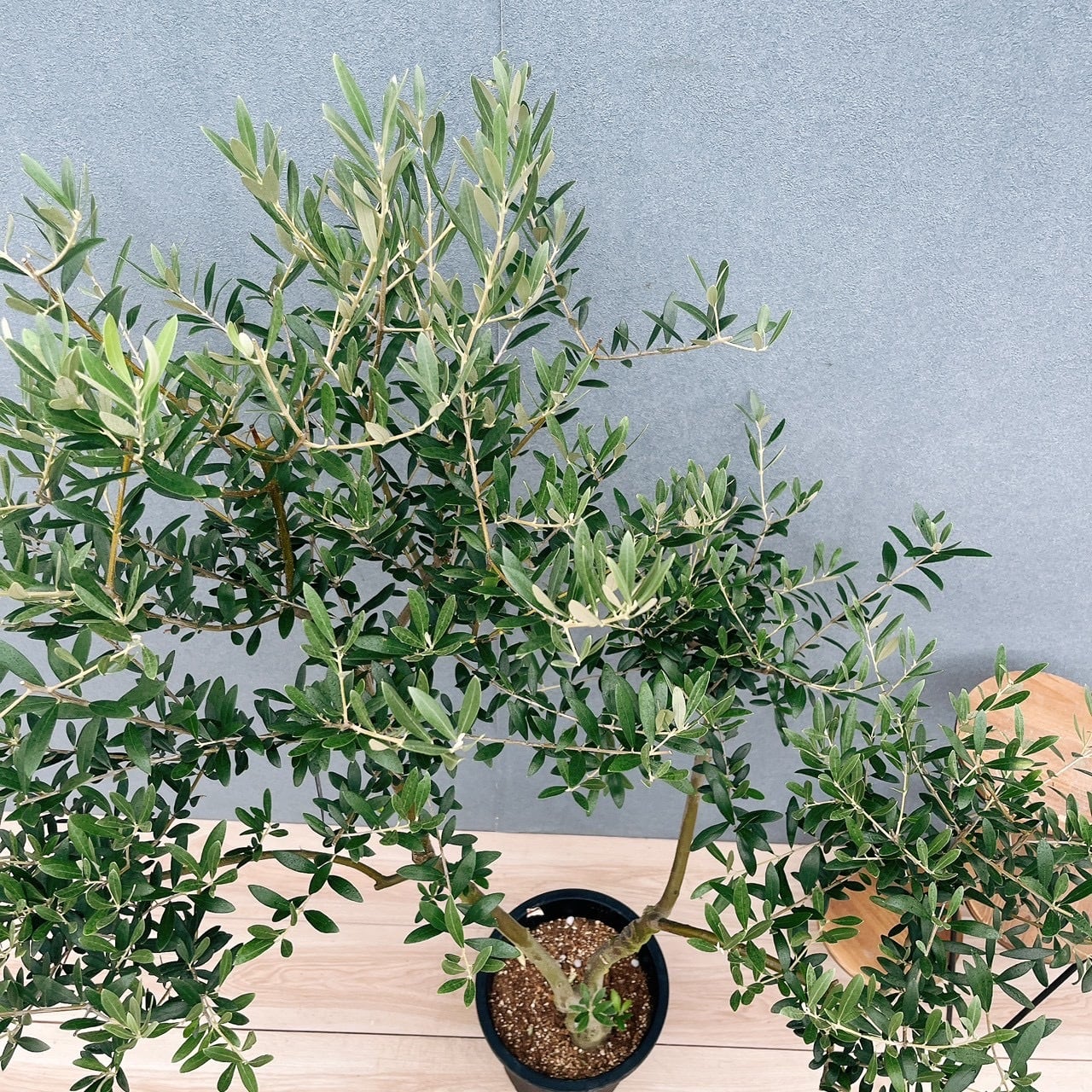 現品］20番 創樹 オリーブ ネバディロブランコ 8号 観葉植物 大型 屋外