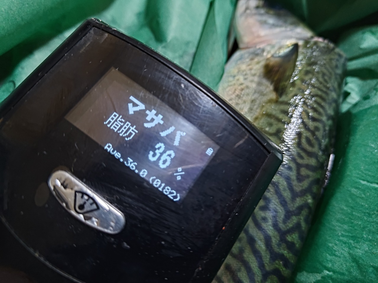 【養殖サバの最高峰】すだち鯖/徳島/活〆神経抜/原体500～600g/1尾/脂質30~40%