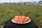 JAあいち中央碧南人参部会｢加工用へきなん美人10kg｣