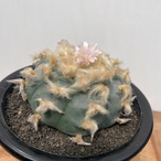 Lophophora williamsii 'texana'【ロフォフォラ・テキサーナ・実生】