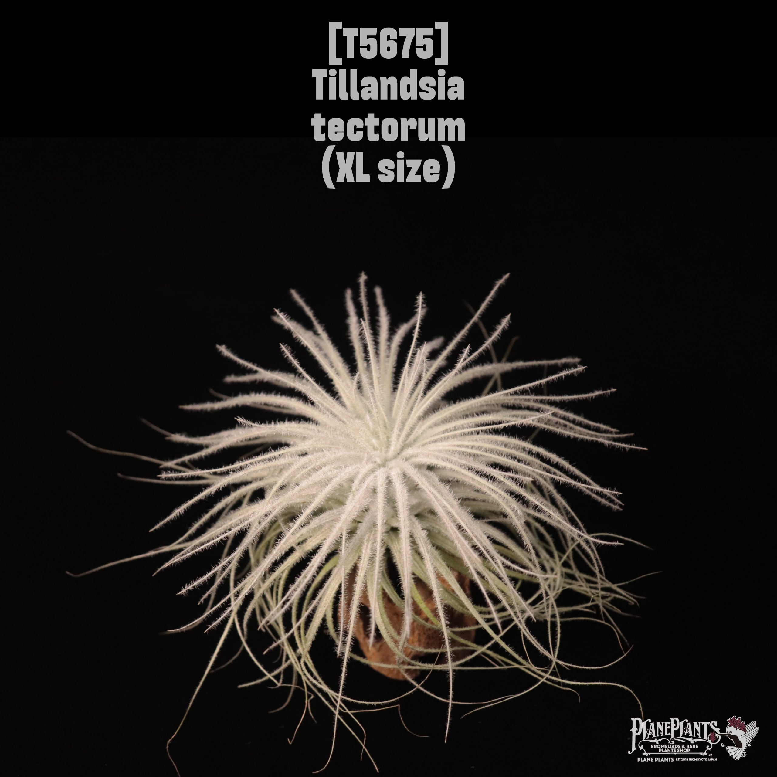 【送料無料】tectorum XL〔エアプランツ〕現品発送T5675