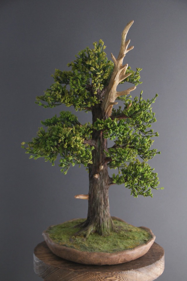 盆栽 杉 Cedartree Bonsai #8 | Oh! BONSAI