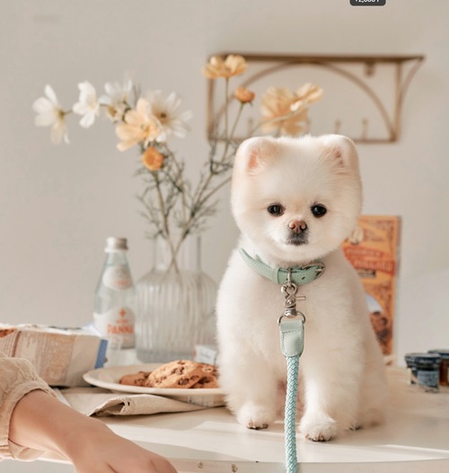 [予約販売] [STROLL] Rope collar-Mint 首輪