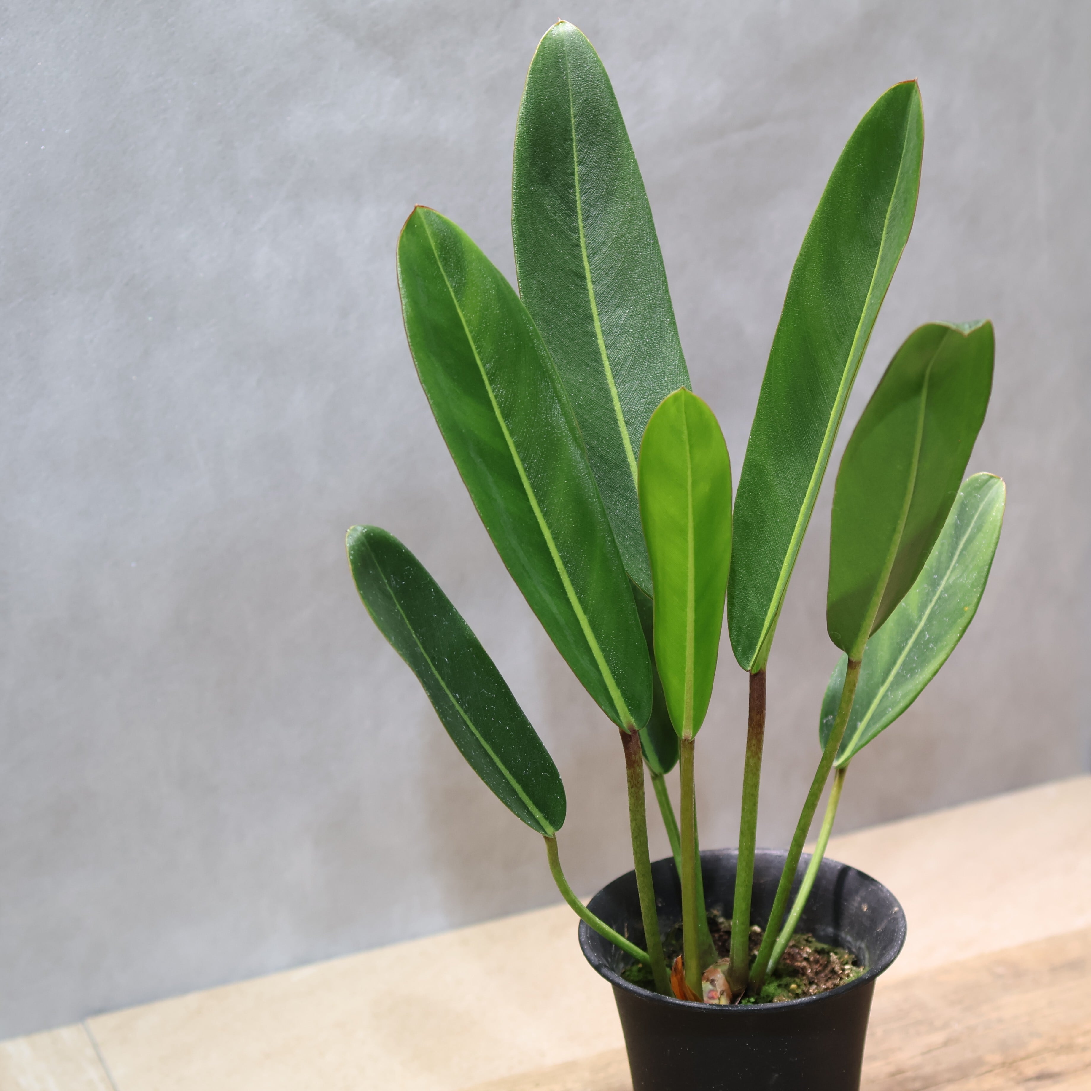 324 線と陰影を愉しむ『フィロデンドロン カロッスム Philodendron