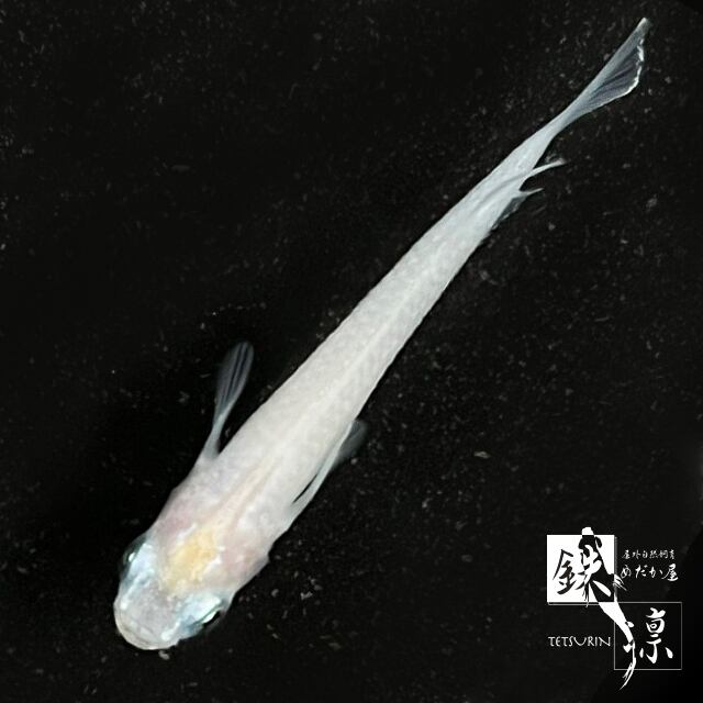 白メダカ(10匹) | 屋外自然飼育 めだか屋~鉄凛~ 神奈川県横浜市メダカ通販・現地販売 白メダカ(10匹) | 屋外自然飼育 めだか屋~鉄凛~ 神奈川県横浜市メダカ通販・現地販売
