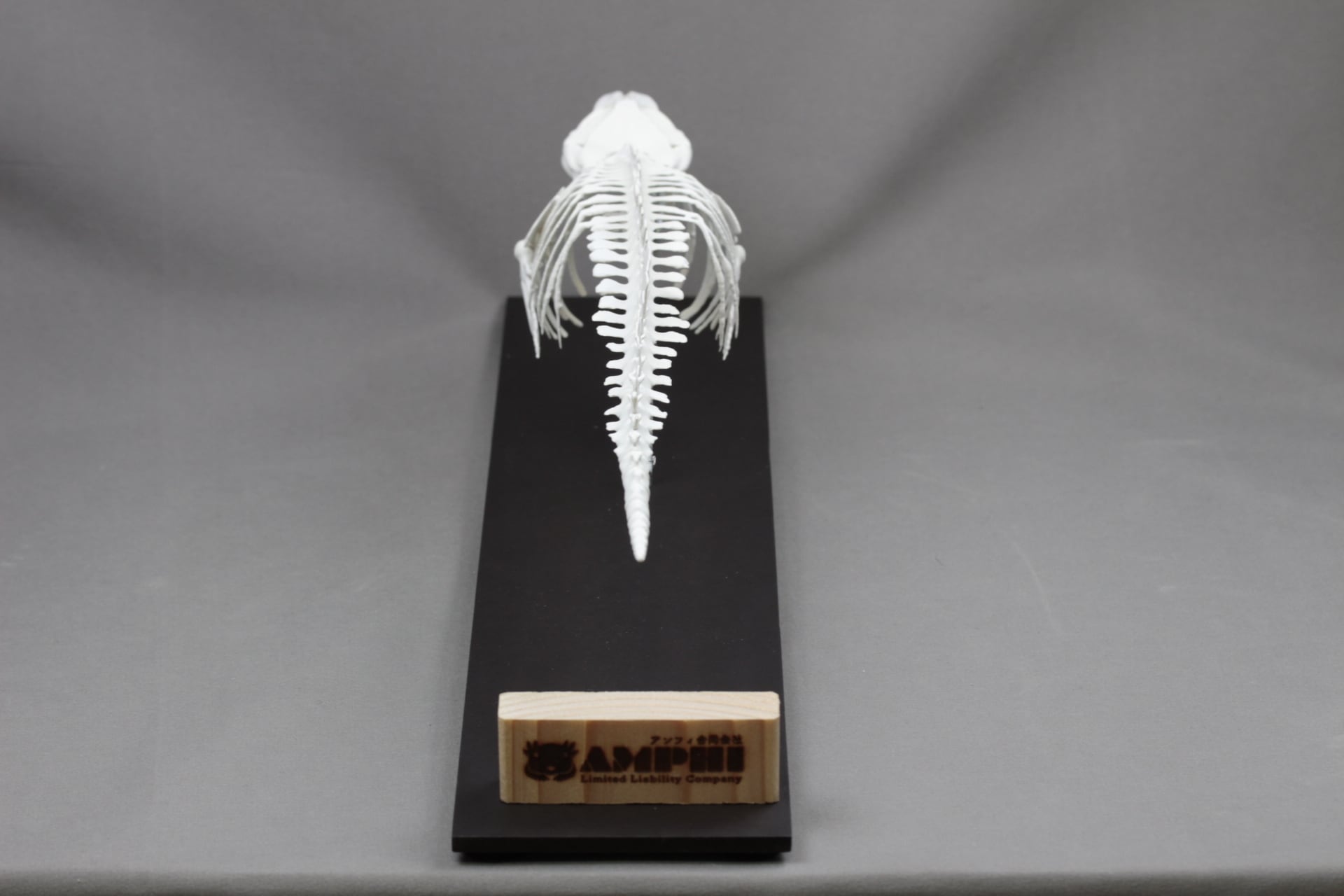 ミンククジラ 全身骨格レプリカ 40cm | アンフィ合同会社