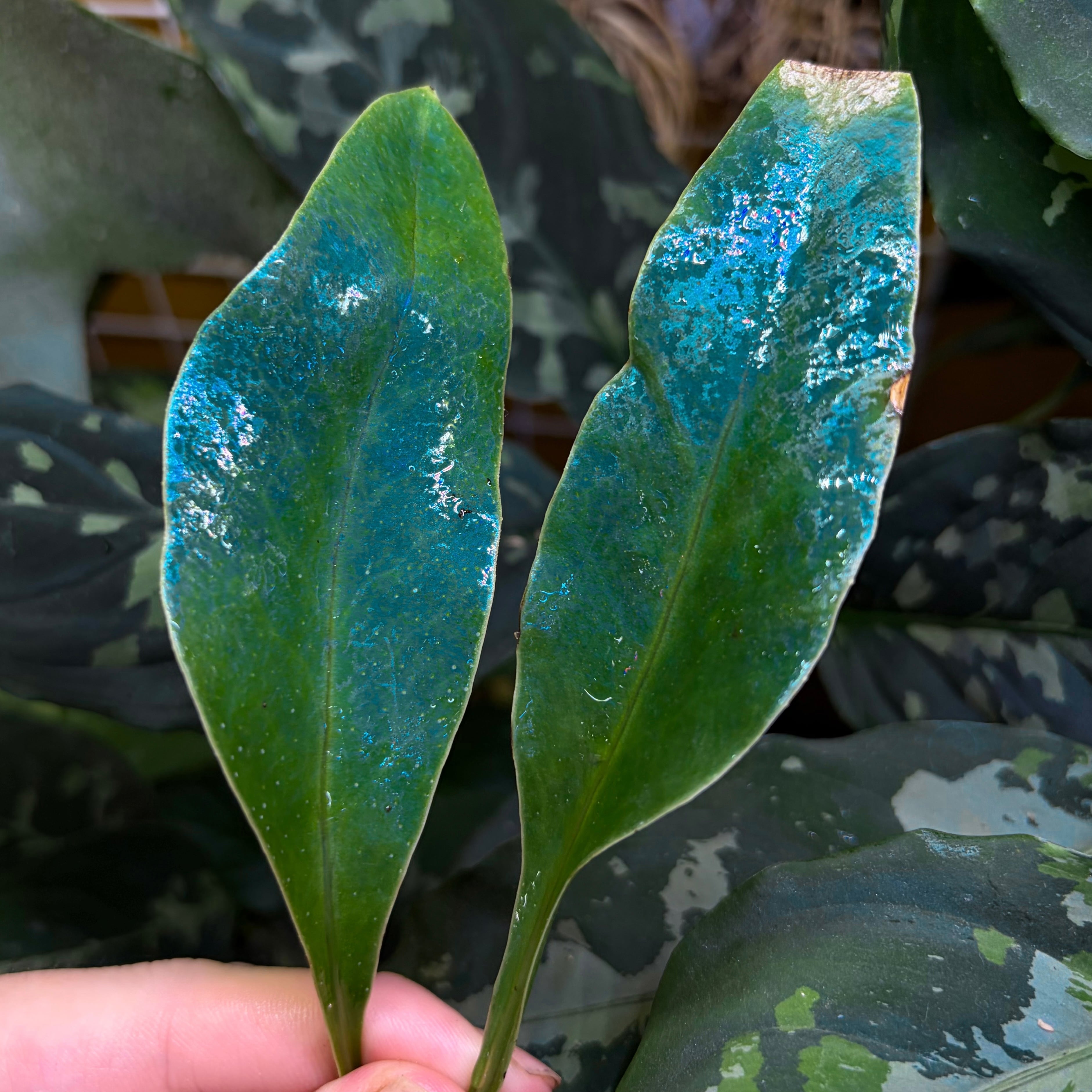 Microsorum siamensis ミクロソリウム サイアメンシス ① | 熱帯雨林