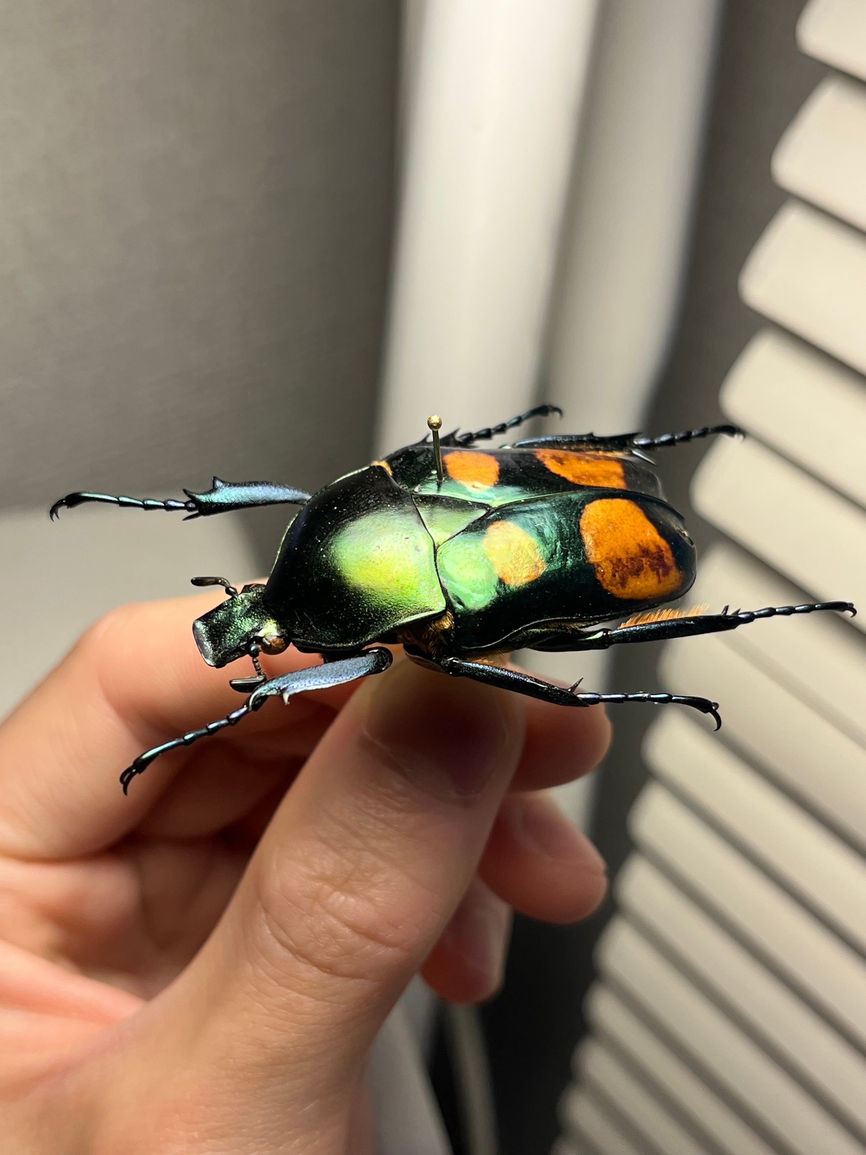 47mm♀】ラッケリーテナガカナブン 標本ウグイスコガネカメムシ