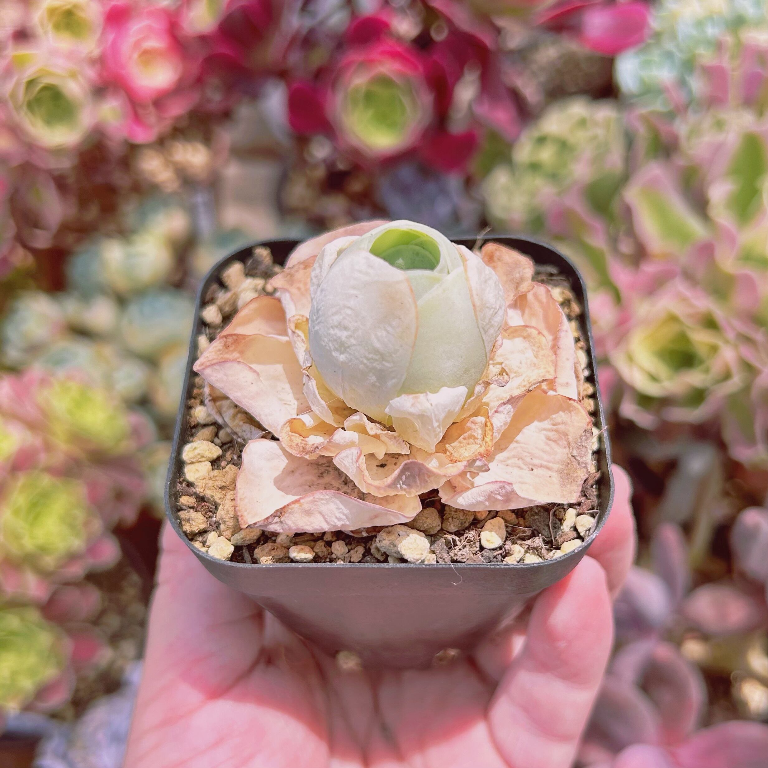 3002現物 多肉植物 グリノービア タマゴ 抜き苗 | るる農園~多肉植物専門