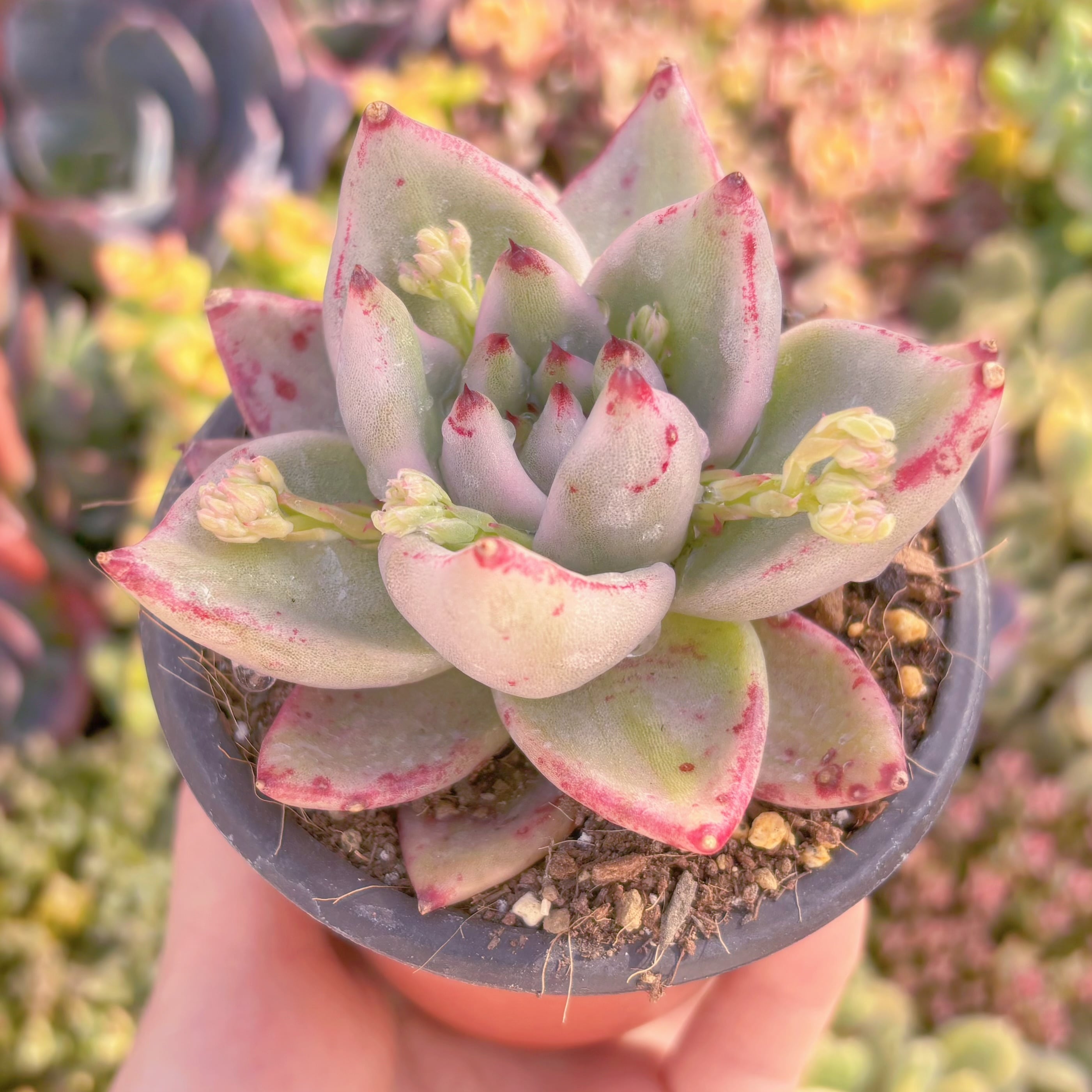 現品　アイクの魂(エボニー錦)#A098　新入荷　るる農園