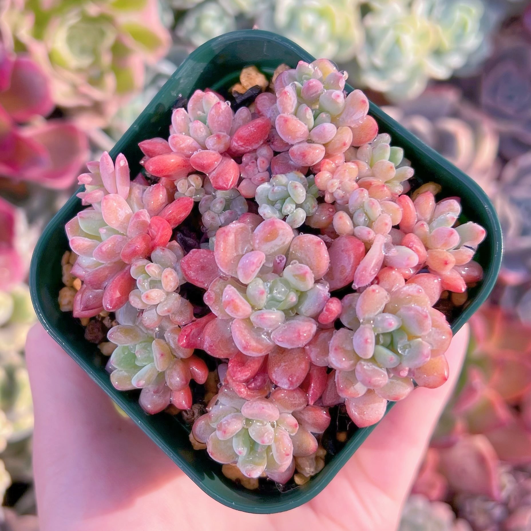 現品　ブルーグロブローサ#C60   群生　るる農園