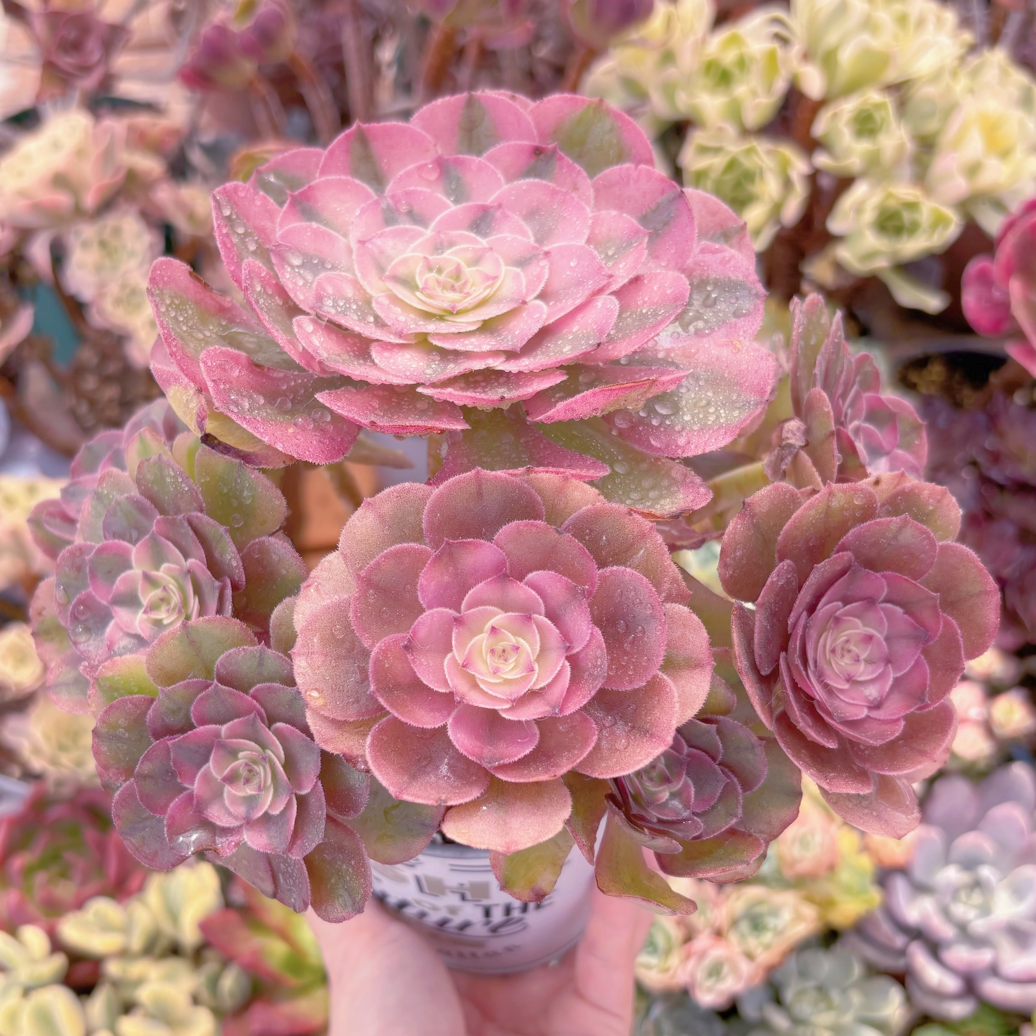 多肉植物 Aeoniumライチ 特大群生 新入荷 るる農園 | るる農園~多肉