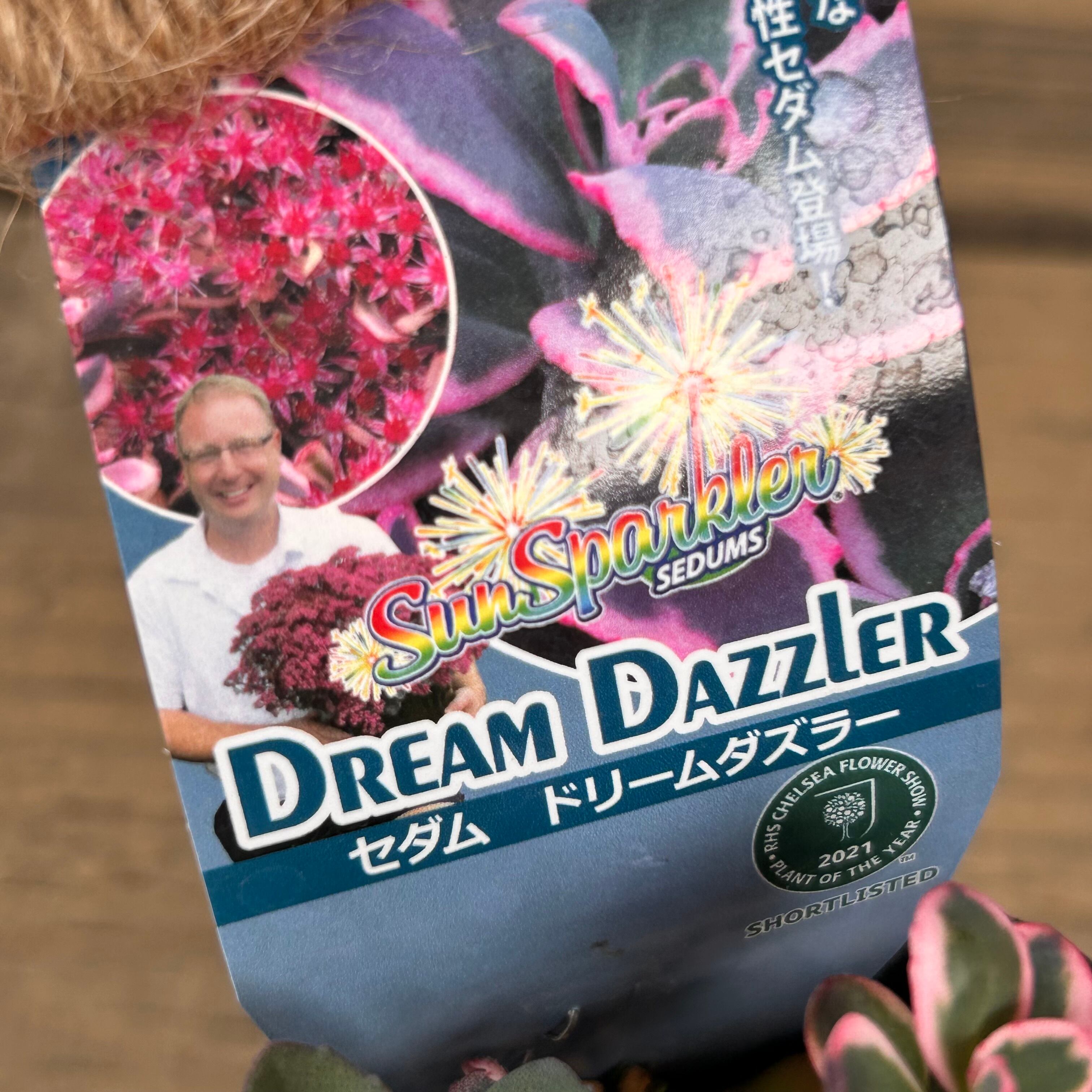 セダム ドリームダズラー | RuPo 多肉植物専門店