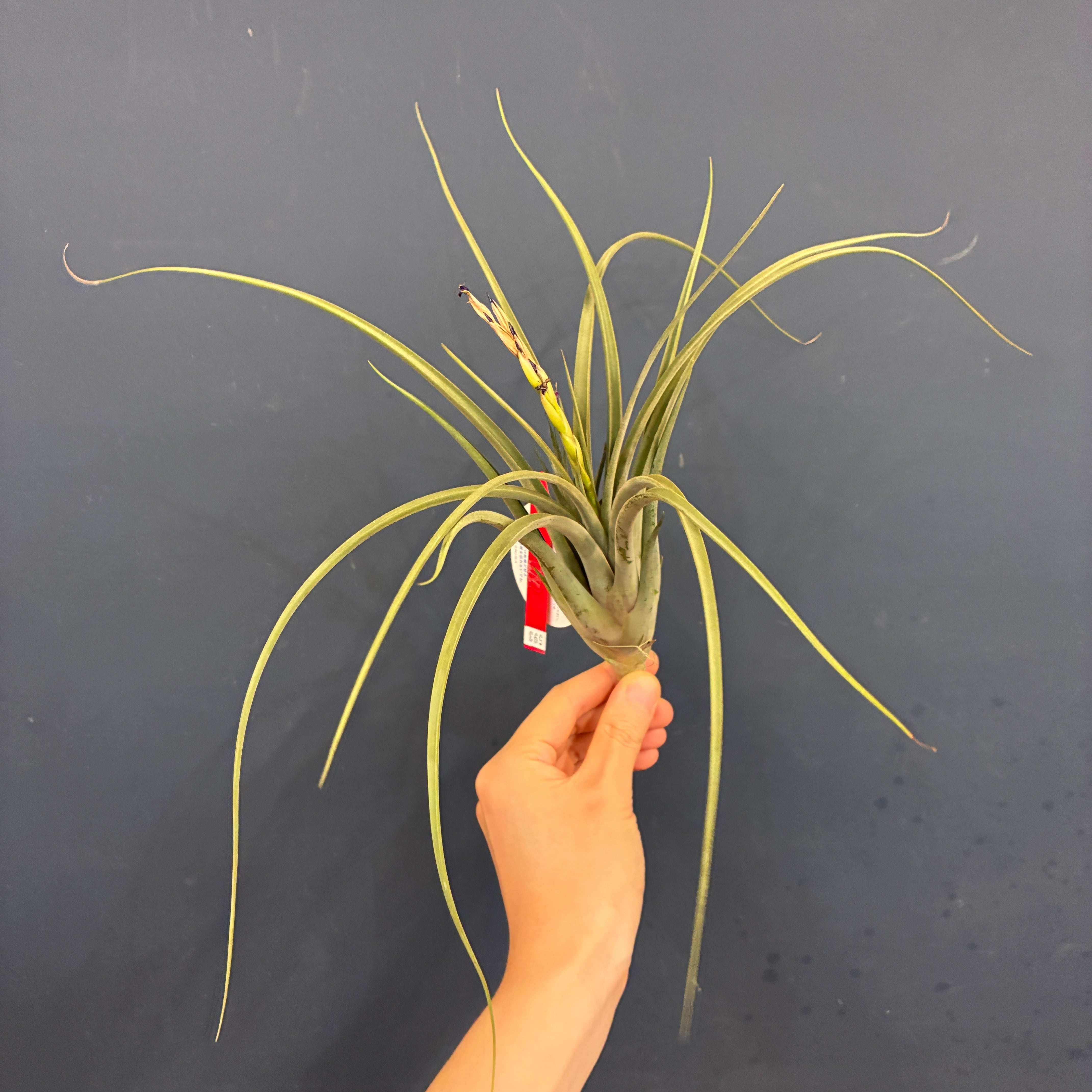 着生植物 | PROTOLEAF プロトリーフ