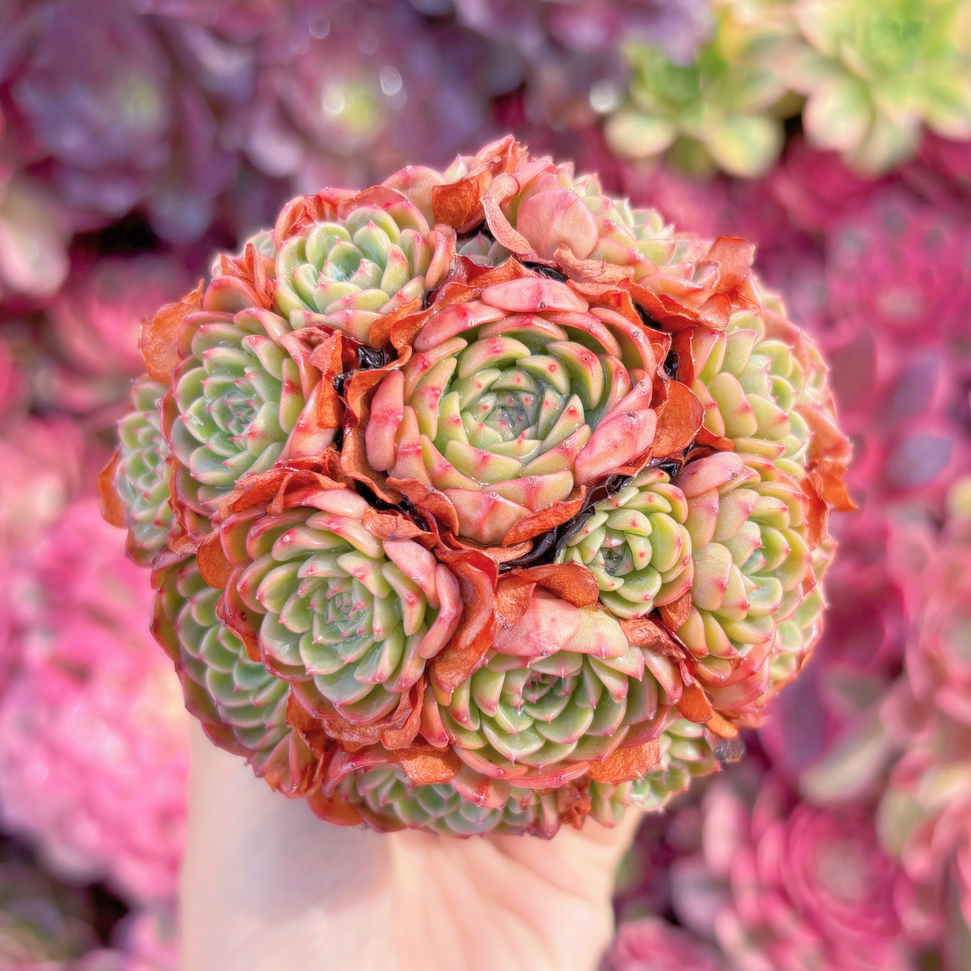 現品　シュガーベイビー#K405   群生　新入荷　るる農園