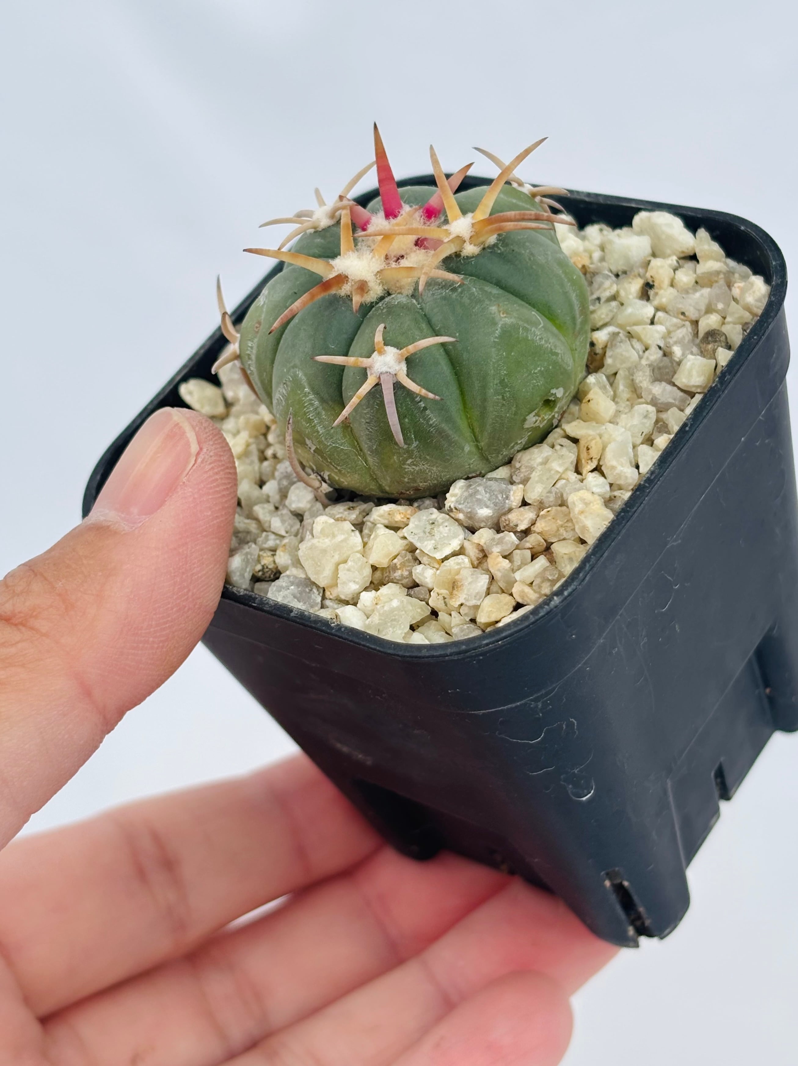 Echinocactus horizonthalonius エキノカクタス 翠平丸 サボテン