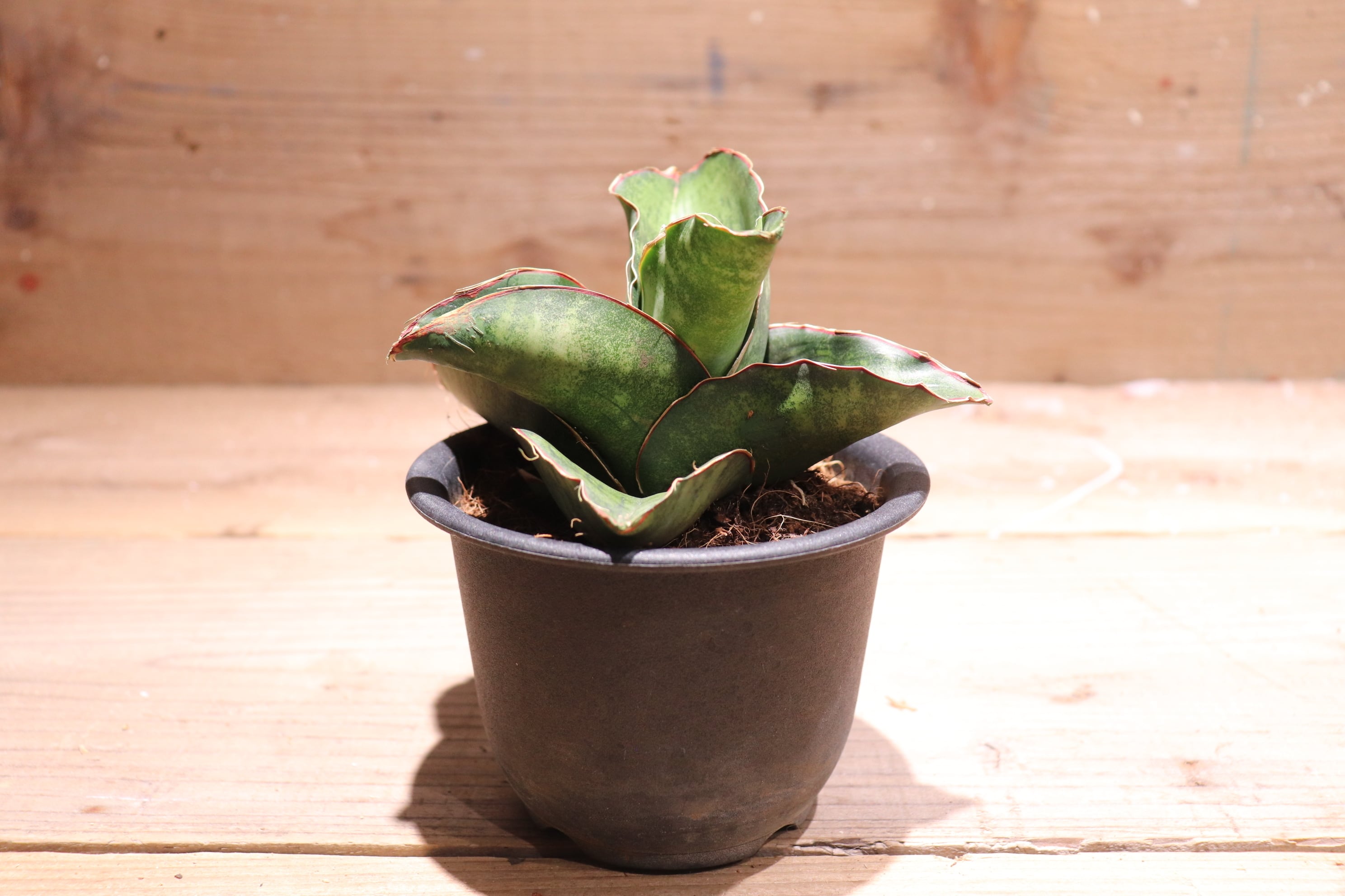 サンスベリア dragon wing variegated C サンセベリア ドラゴン ウィング「Sansevieria dragon wing」10/16