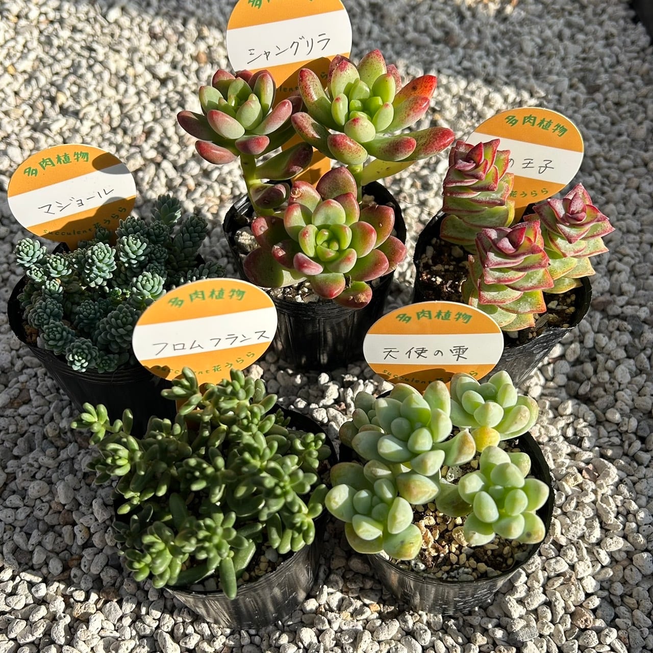 ALL ITEM | Succulent 花うらら 〜多肉植物