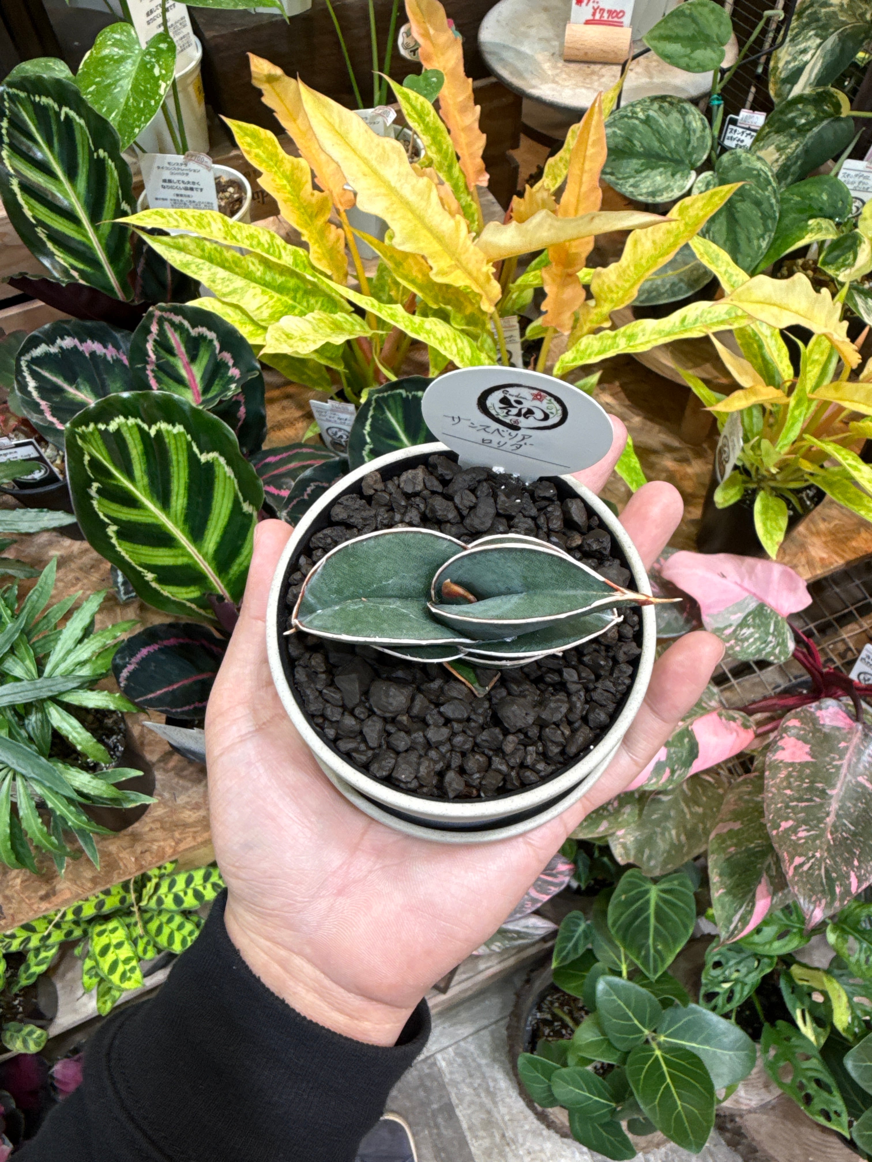 鉢植えセット］ サンスベリア ロリダ | Gardenえん 【観葉熱帯植物】