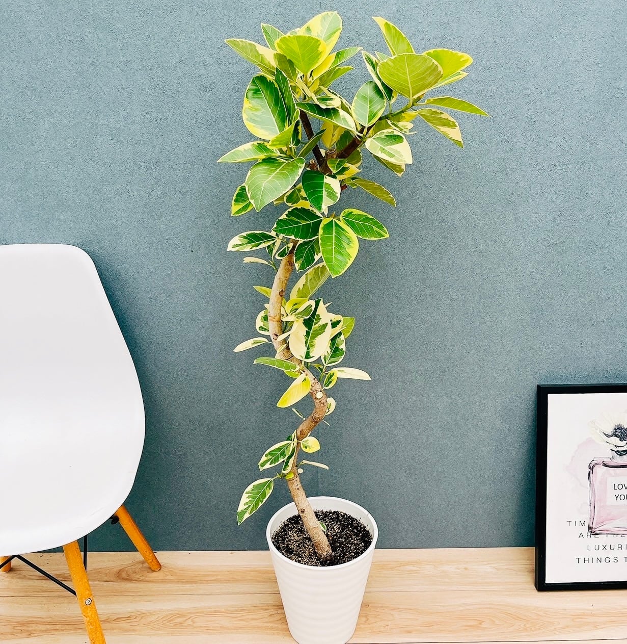 ［現品］☆人気☆ 12番　フィカス　ベンガレンシス　曲がり 8号　観葉植物 フィカス・ベンガレンシス 8号の通販 | 観葉植物通販AONOKI