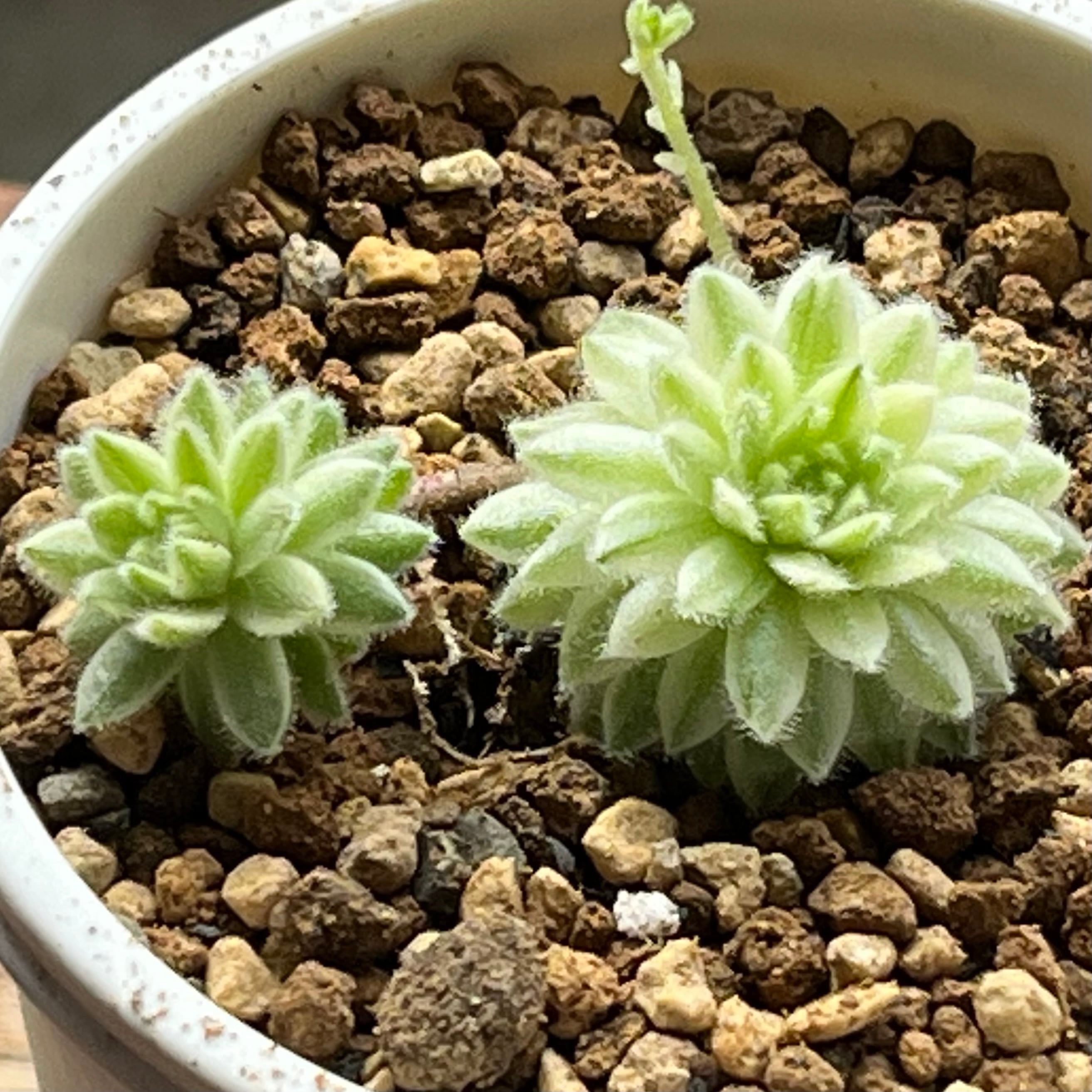 ハオルチア 火鳳凰錦 | mocono_plants