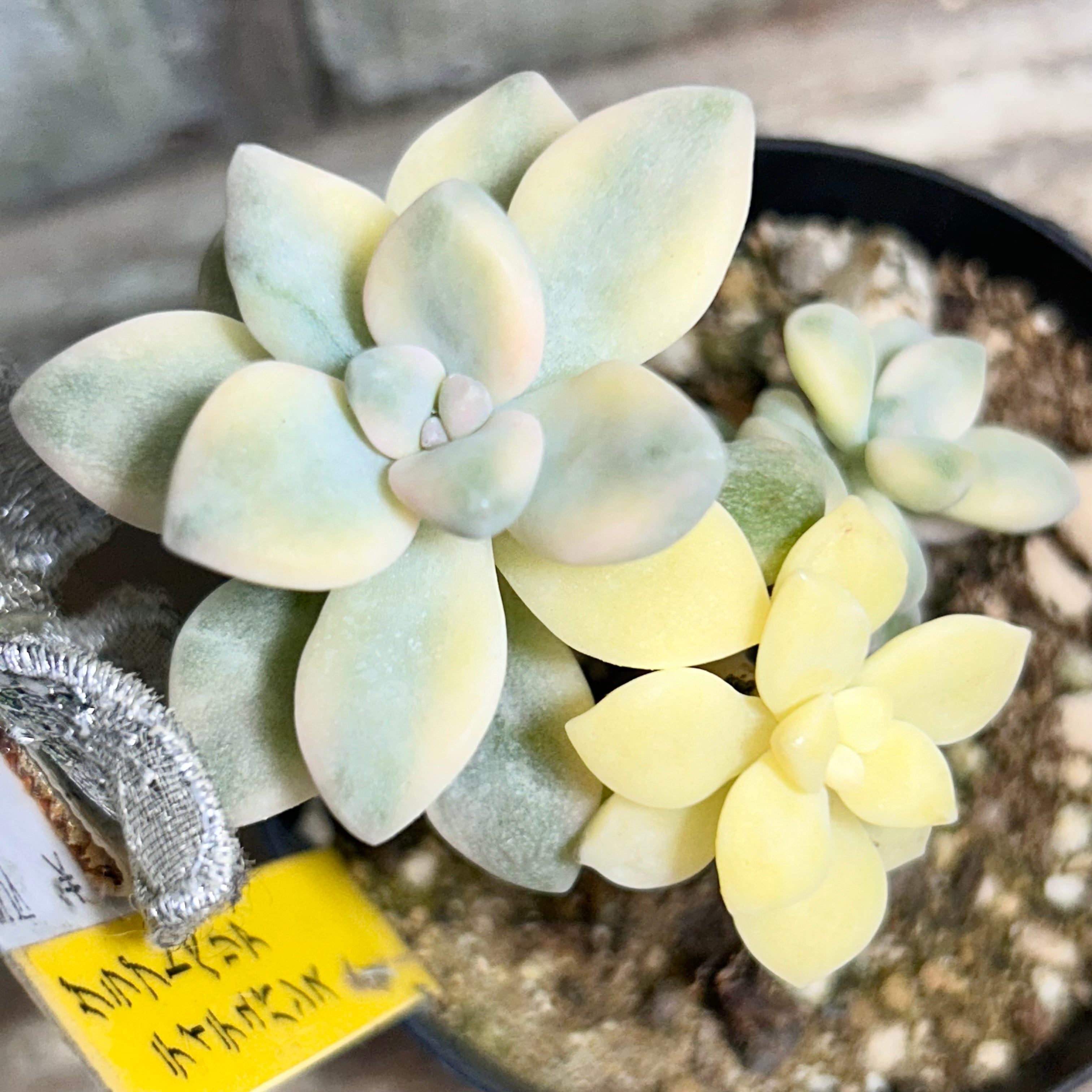 錦 | RuPo 多肉植物専門店
